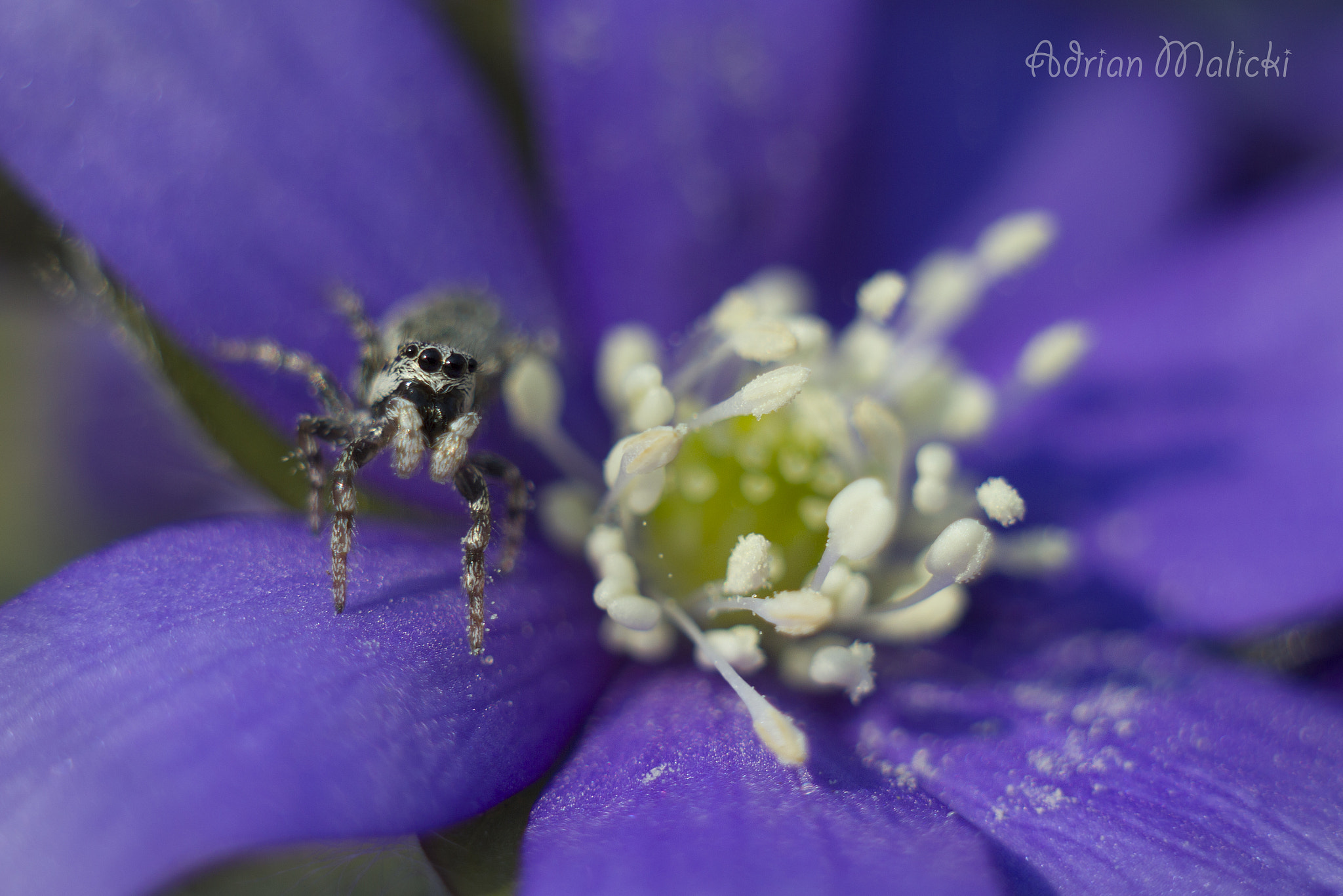 Canon EF 35-80mm f/4-5.6 sample photo. Small photography