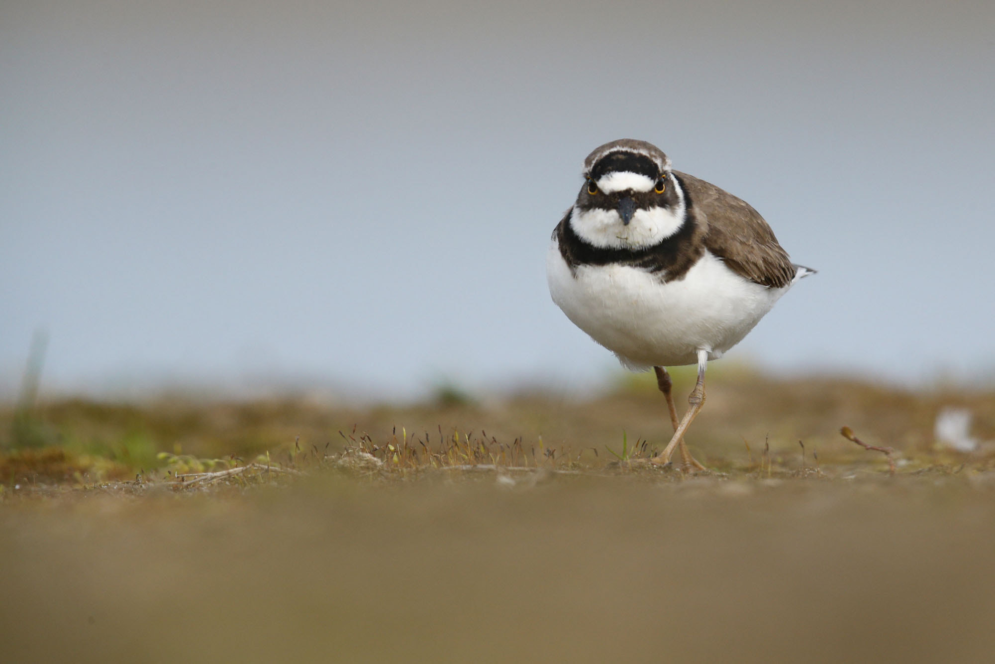 Canon EF 600mm F4L IS II USM sample photo. Angry bird photography