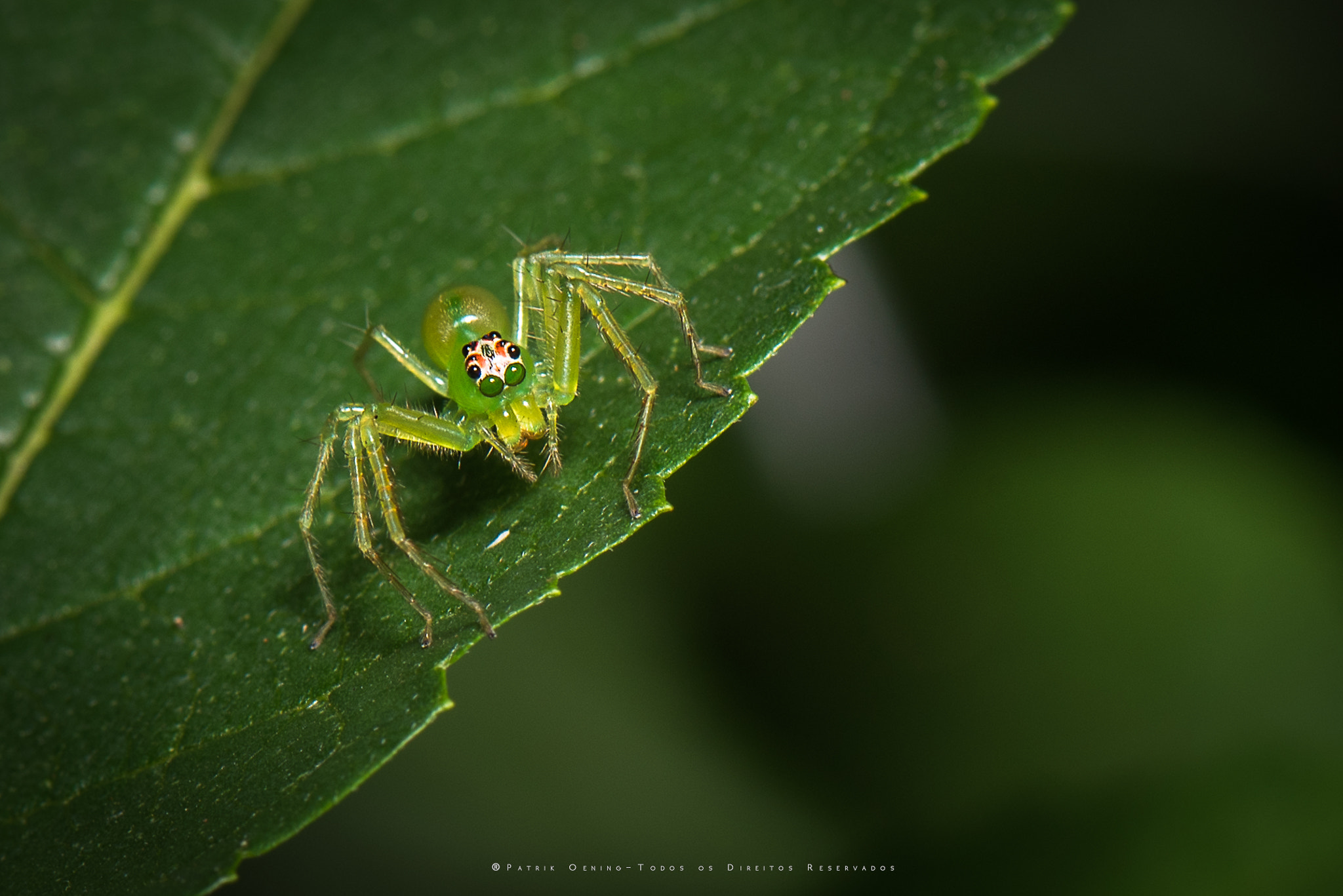 Nikon AF-S Micro-Nikkor 105mm F2.8G IF-ED VR sample photo. Green spider photography