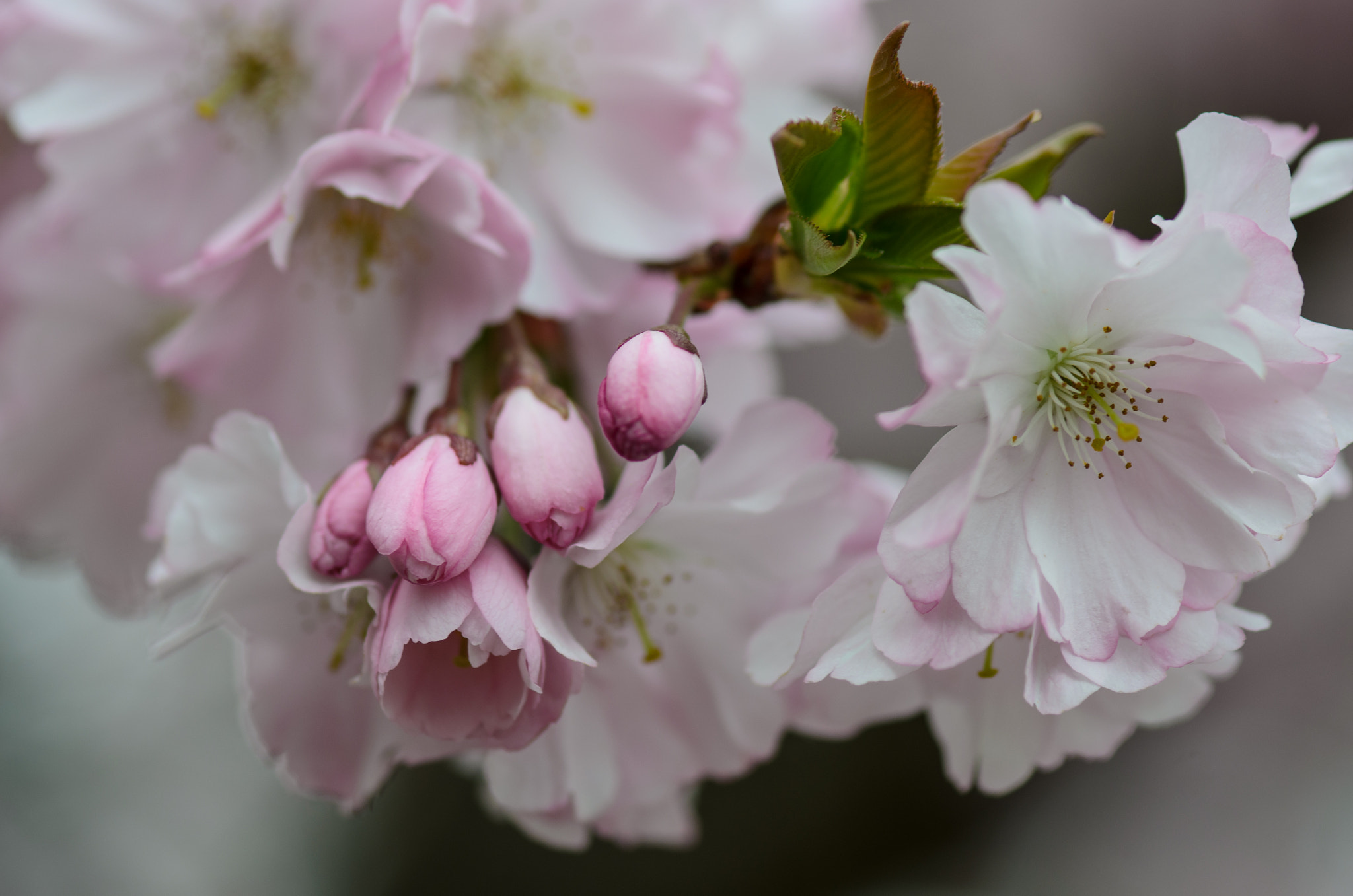Nikon AF-S Micro-Nikkor 105mm F2.8G IF-ED VR sample photo. Springtime photography