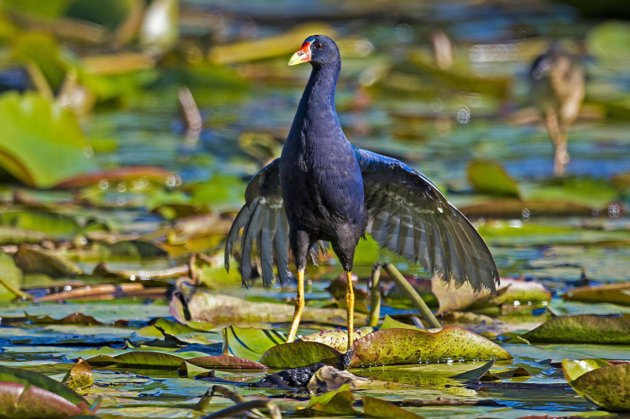 Nikon D5 + Nikon AF-S Nikkor 800mm F5.6E FL ED VR sample photo. Are you going to face me? photography