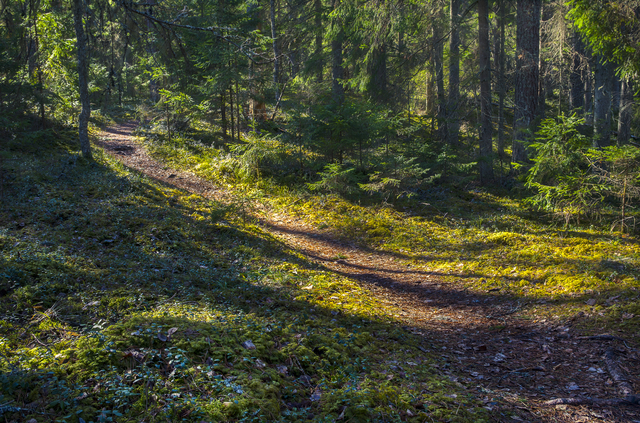 Pentax K-30 sample photo. Walk through the woods photography