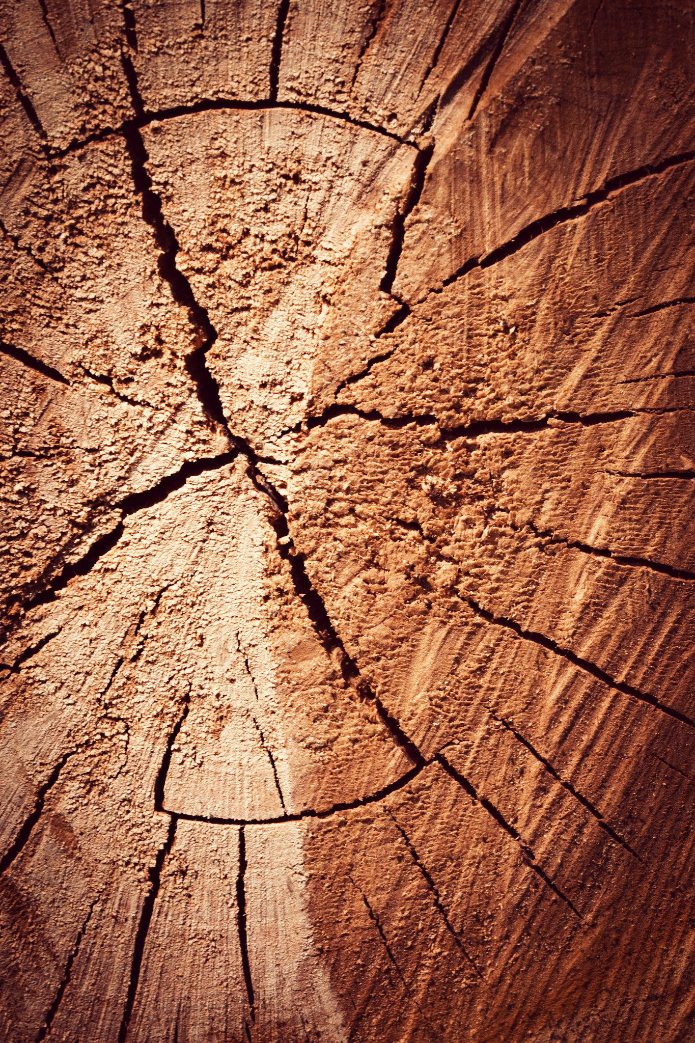 Nikon D5500 sample photo. Detail of sawn tree trunk photography
