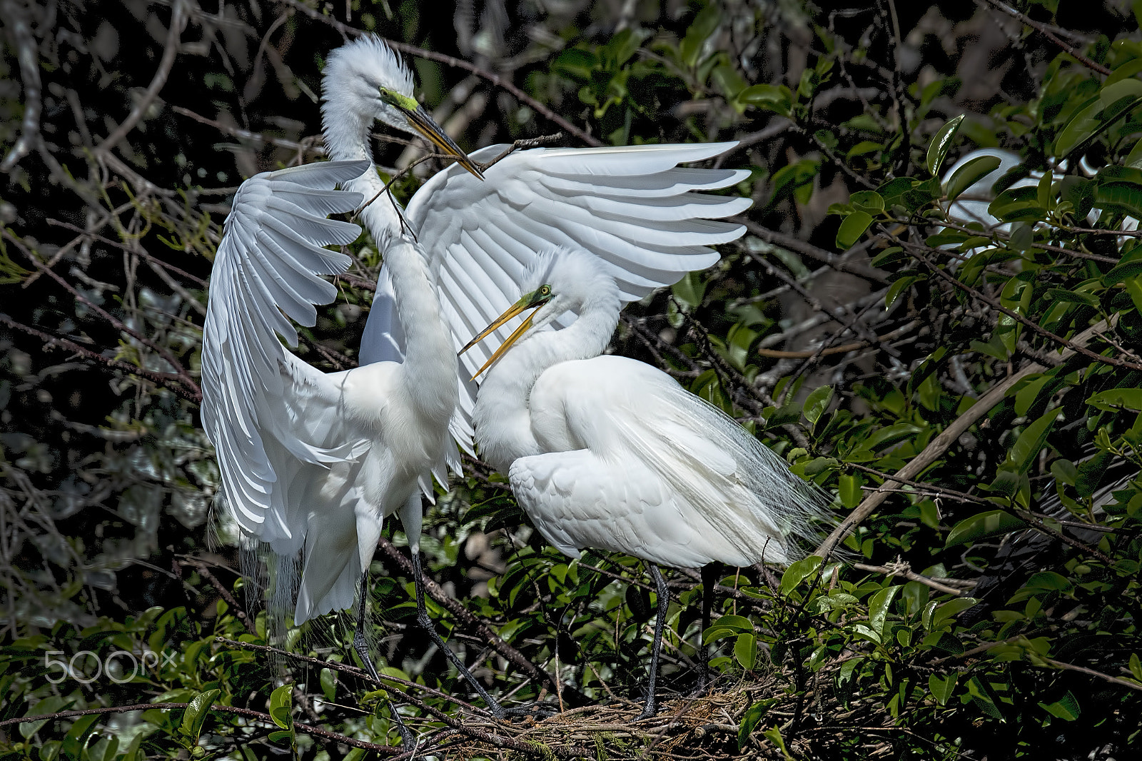 Nikon D810 sample photo. Prelude to a kiss photography