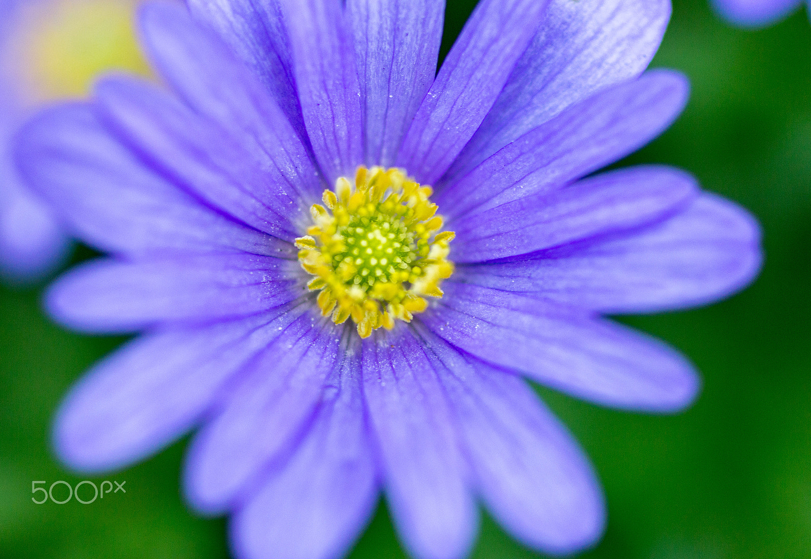 Canon EF 50mm F2.5 Macro sample photo. Chrysanthemum photography