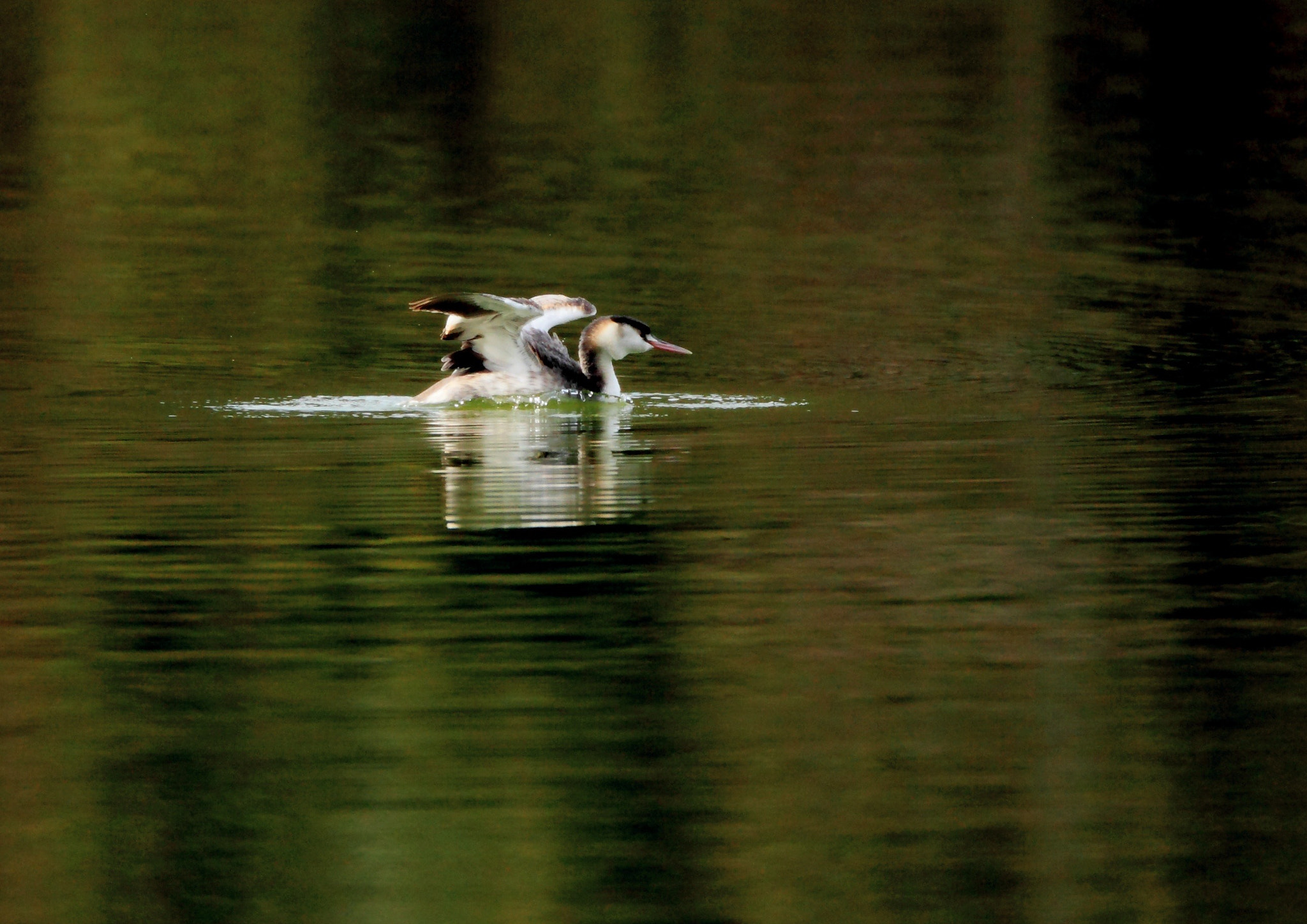 Canon EOS-1D Mark IV + Canon EF 800mm F5.6L IS USM sample photo. カンムリカイツブリ great crested grebe photography