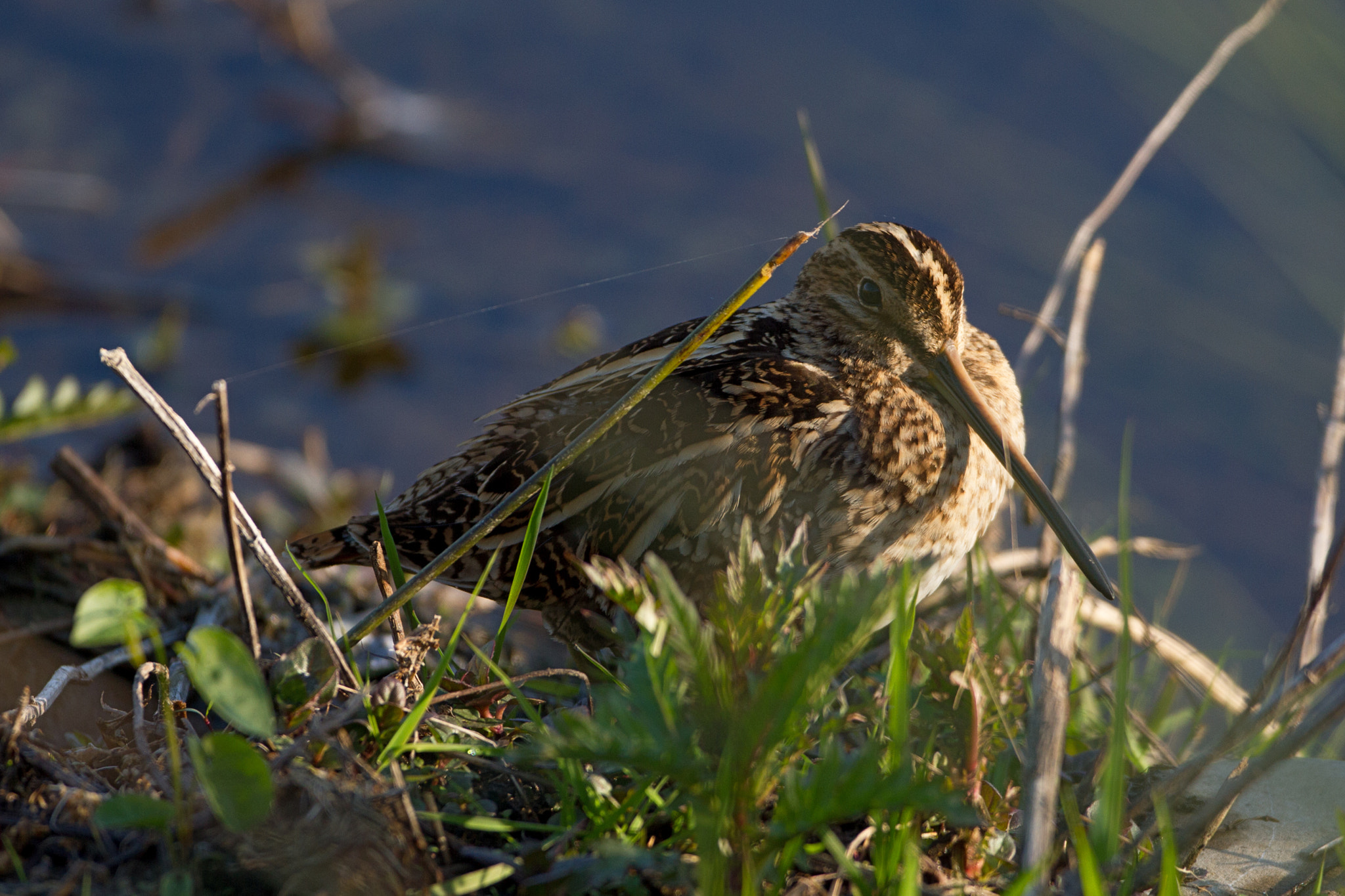 Canon EF 500mm F4L IS USM sample photo. Snipe photography