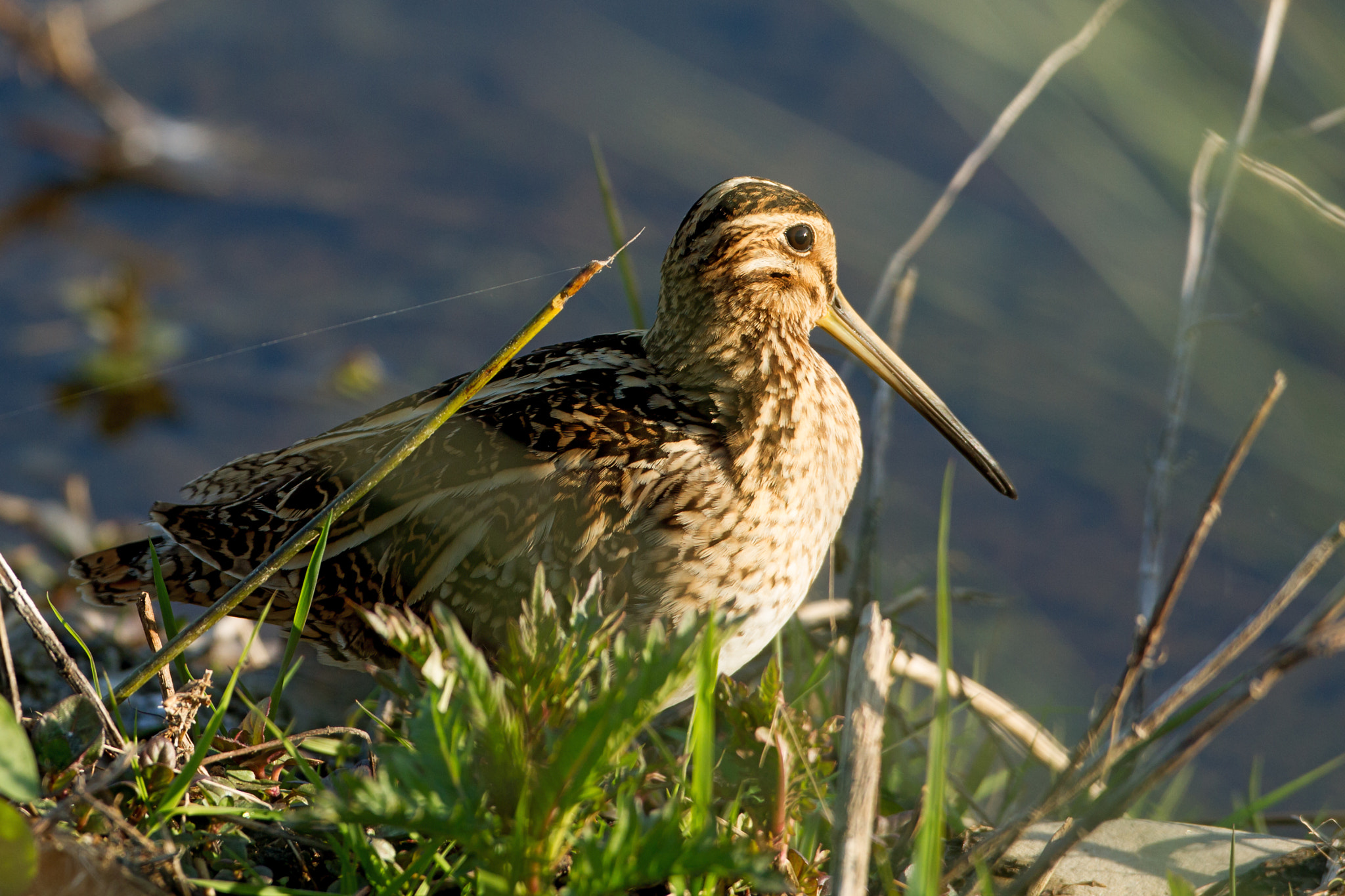 Canon EOS 7D + Canon EF 500mm F4L IS USM sample photo. Snipe photography