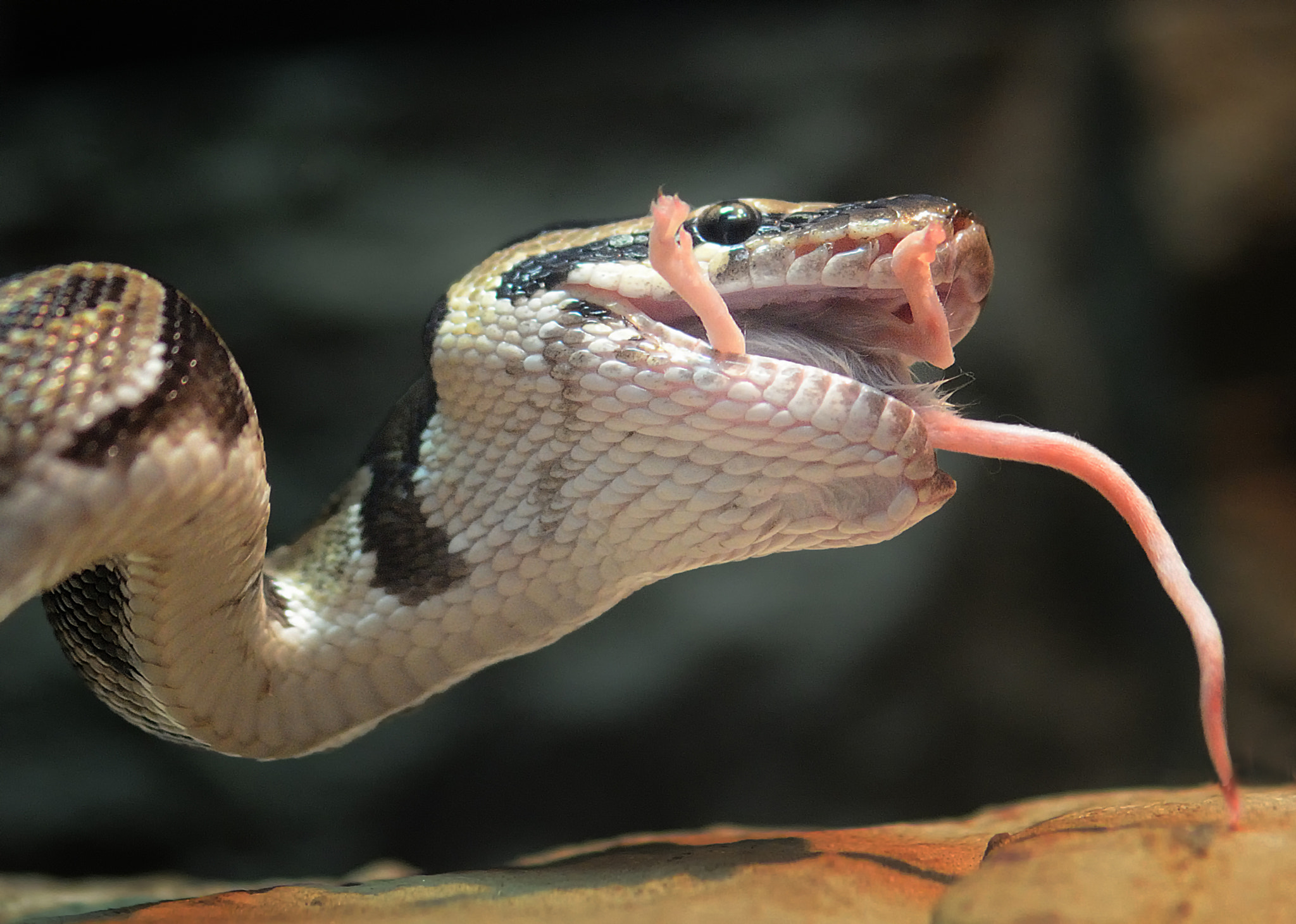 Nikon AF-S Micro-Nikkor 105mm F2.8G IF-ED VR sample photo. Snack for snake photography