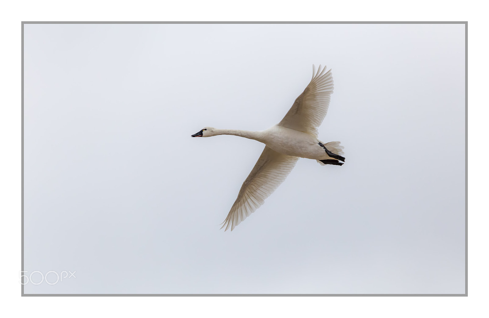 Tamron SP 150-600mm F5-6.3 Di VC USD sample photo. Tundra swan photography