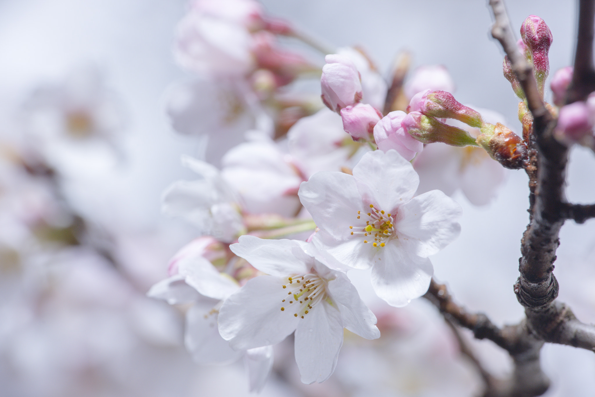 Nikon D810 sample photo. Cherry blossoms photography