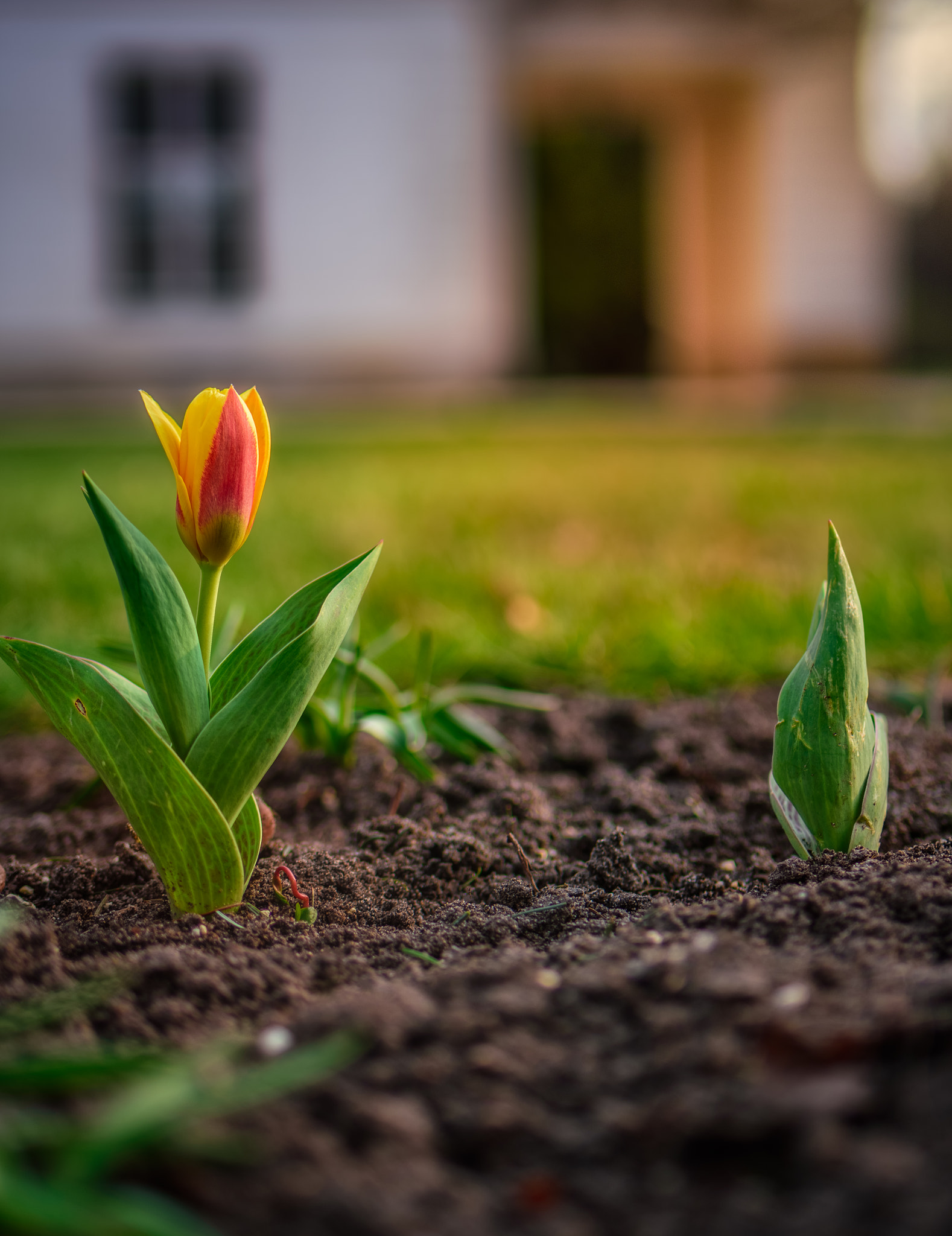 Nikon D7200 sample photo. The first tulip flower photography