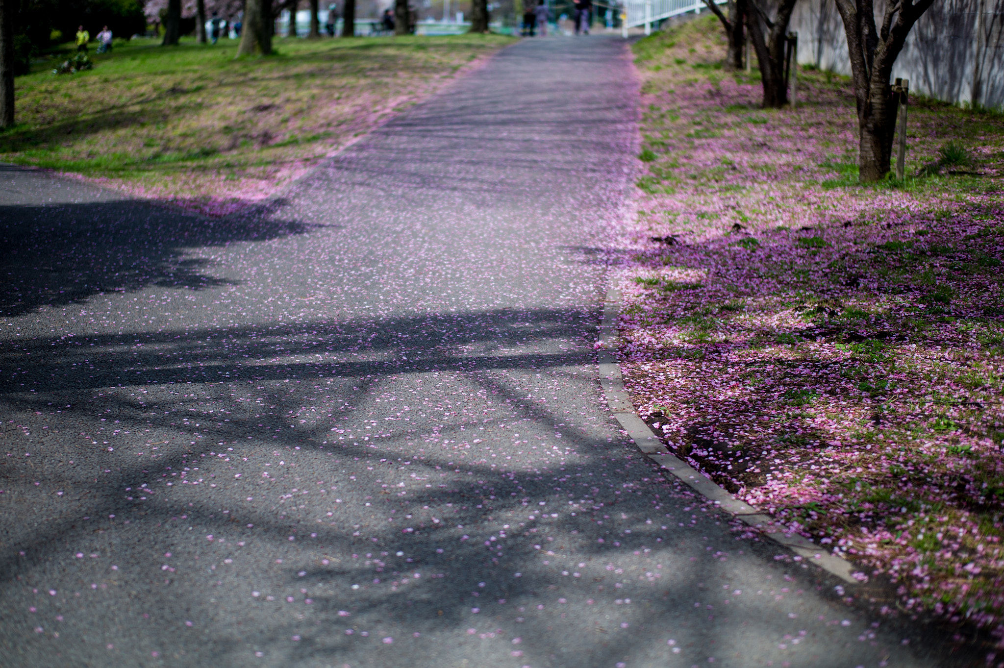 Leica M9 + Leica Summilux-M 50mm F1.4 ASPH sample photo. Cherry blossom road photography