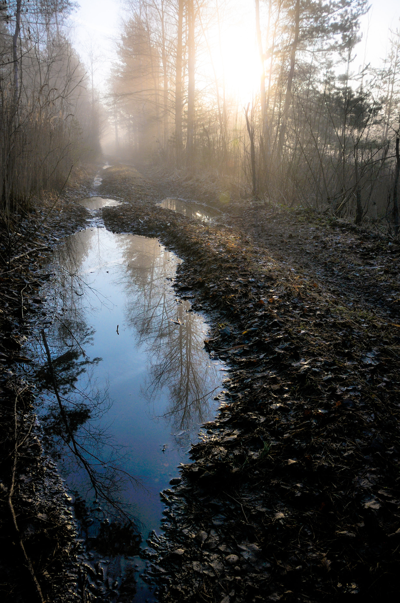 Nikon D300 sample photo. Foggy dawn photography