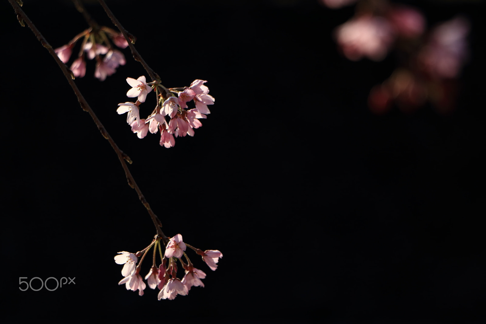Canon EOS 80D sample photo. Cherry blossoms in the darkness photography