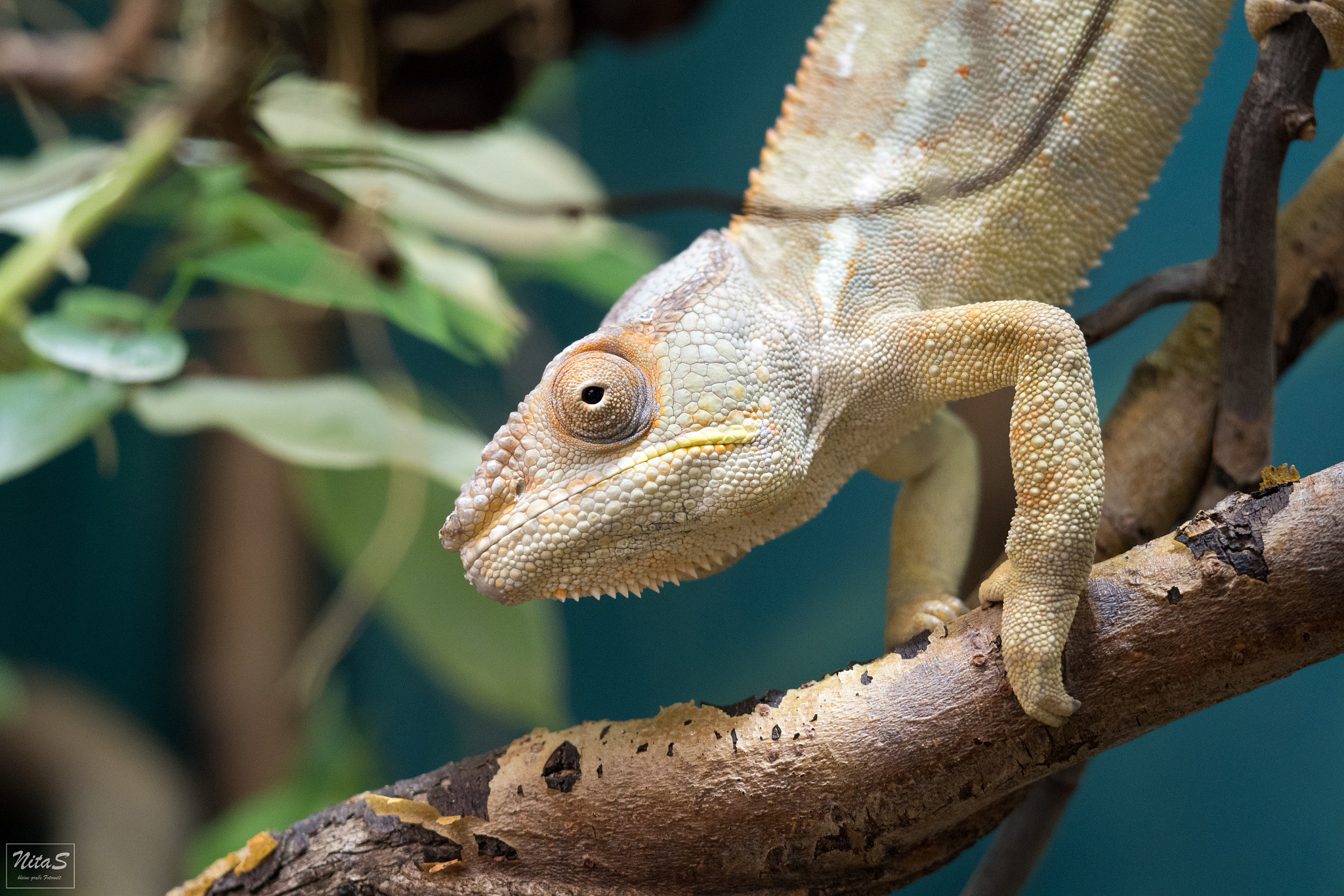 Olympus M.Zuiko Digital ED 60mm F2.8 Macro sample photo. Chameleon photography