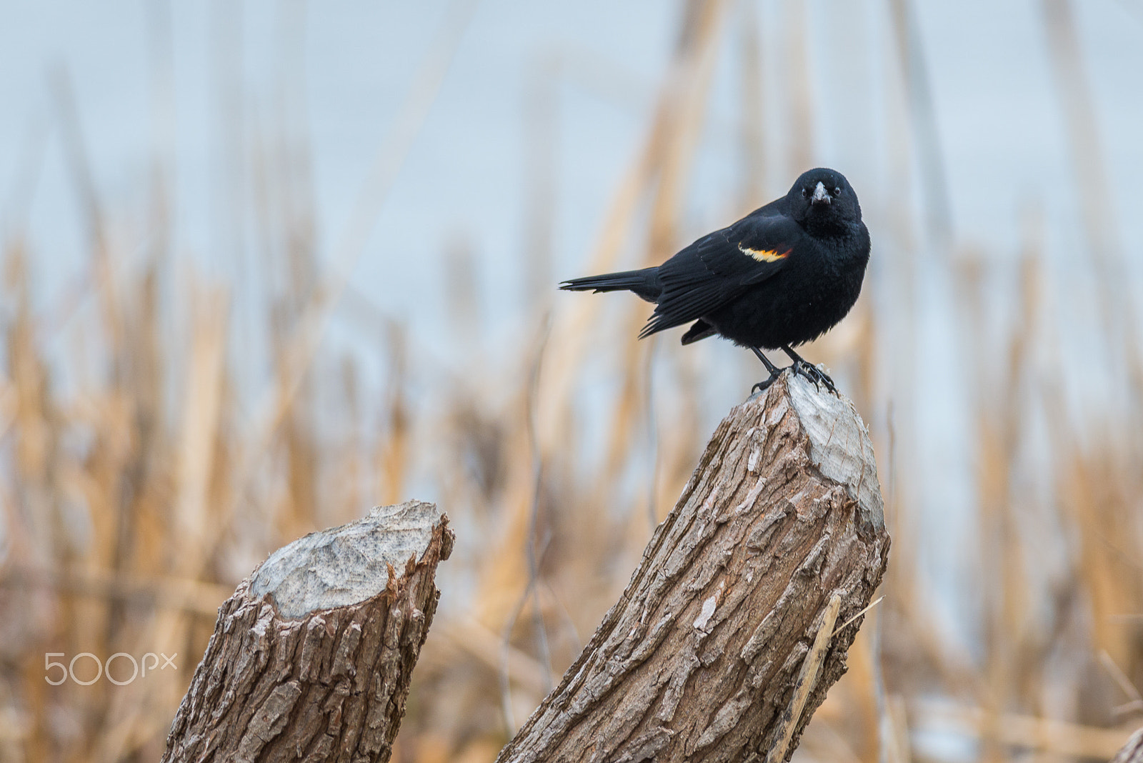 Nikon D800E + Nikon AF-S Nikkor 300mm F4D ED-IF sample photo. Blackbird photography