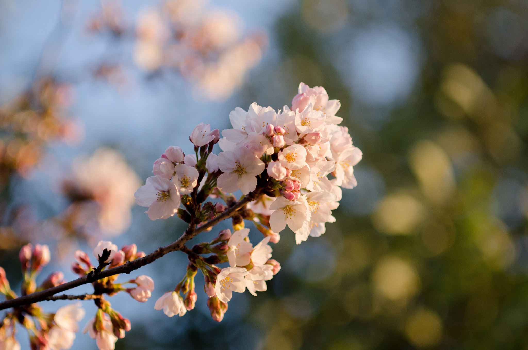 Nikon D7000 sample photo. The first cherry blossom in my town, spring has come! photography
