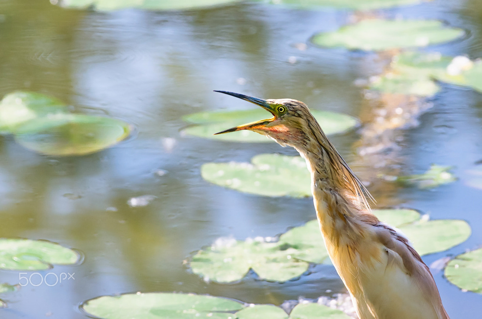 Pentax K-5 II + Pentax smc DA* 300mm F4.0 ED (IF) SDM sample photo. Squacco heron, backlight photography