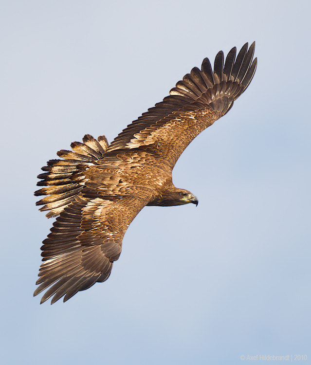 Canon EF 500mm F4L IS USM sample photo. Bald eagle photography