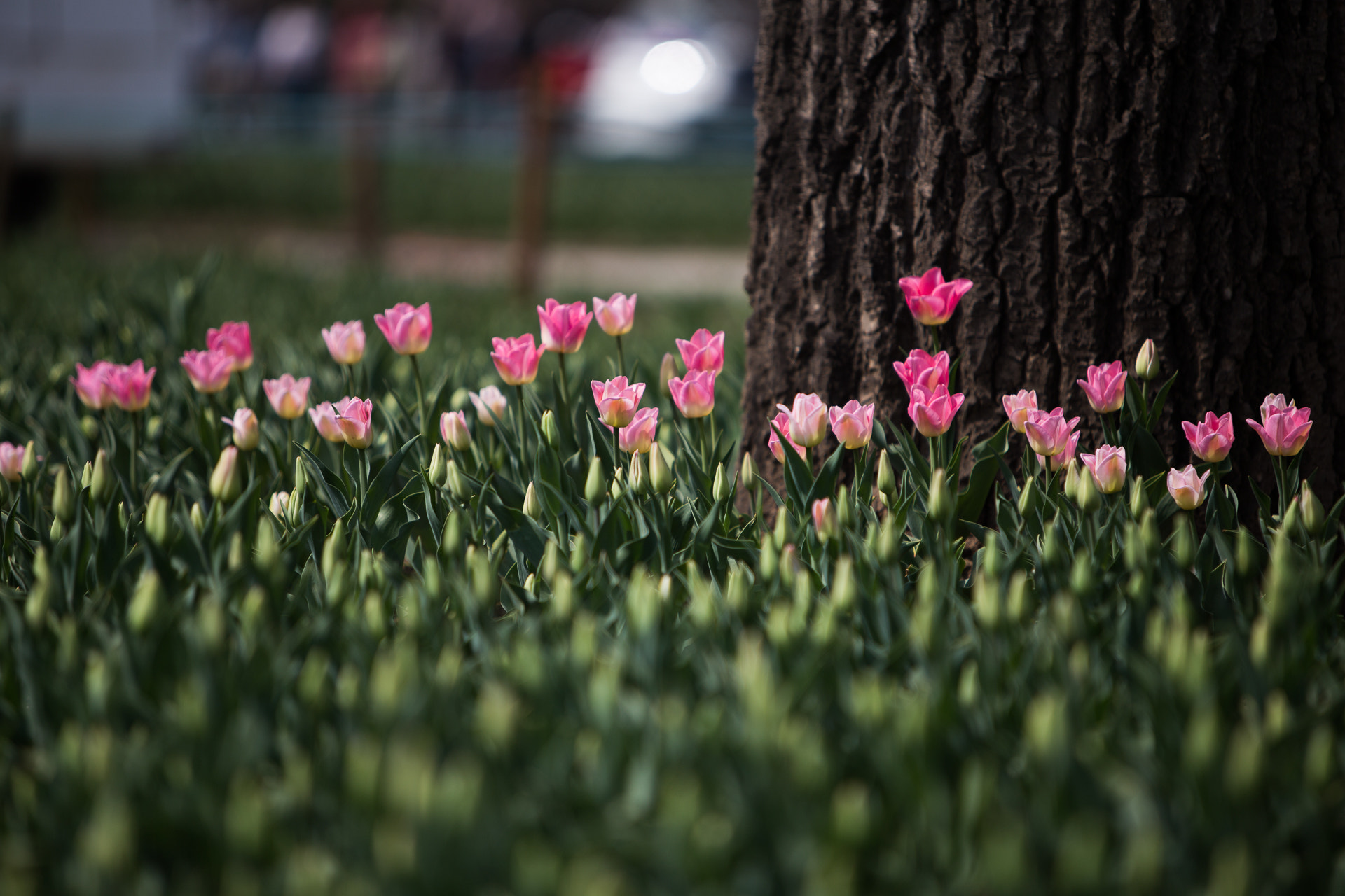 Canon EOS 6D + Canon EF 70-200mm F2.8L IS USM sample photo. Color photography