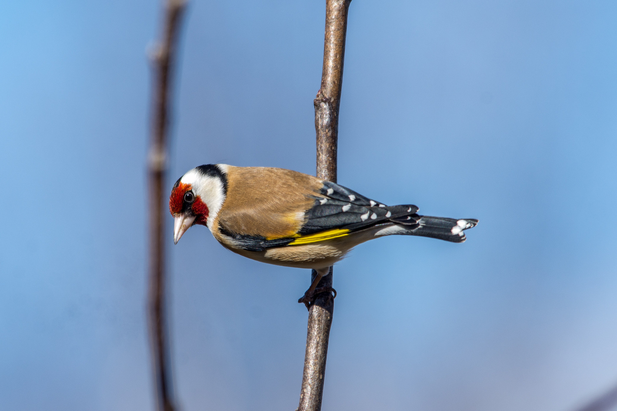 Sigma 150-500mm F5-6.3 DG OS HSM sample photo. European goldfinch photography