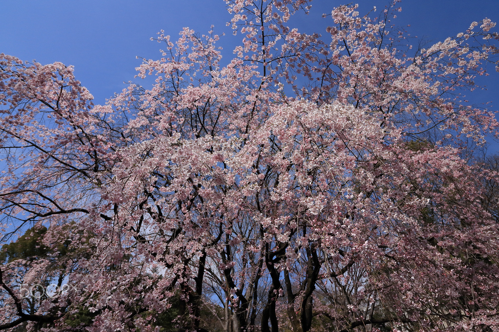 Canon EOS 80D sample photo. Cherry blossomes like waterfall photography