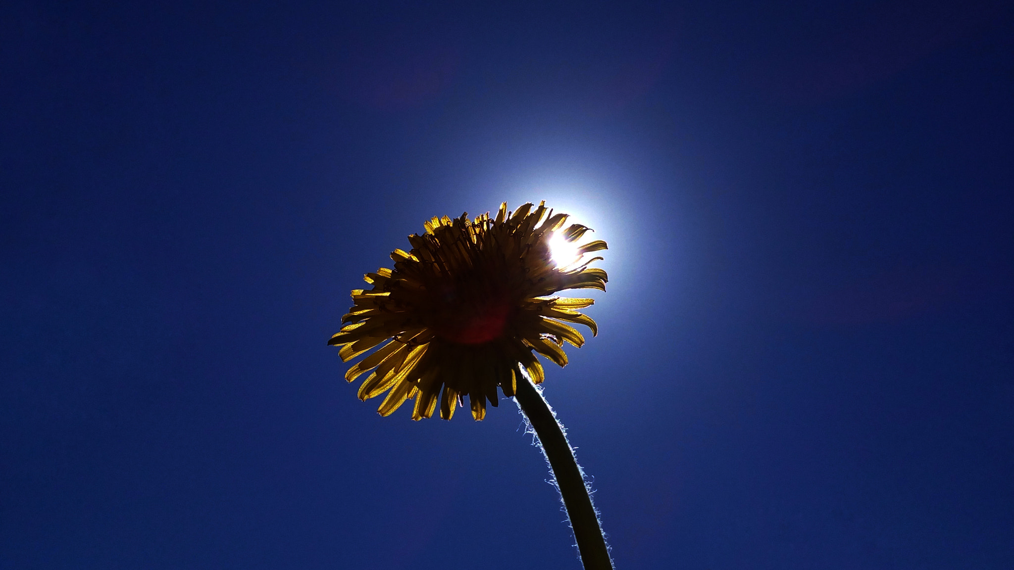 ASUS Zenfone Go (ASUS_Z00VD) sample photo. A dandelion photography