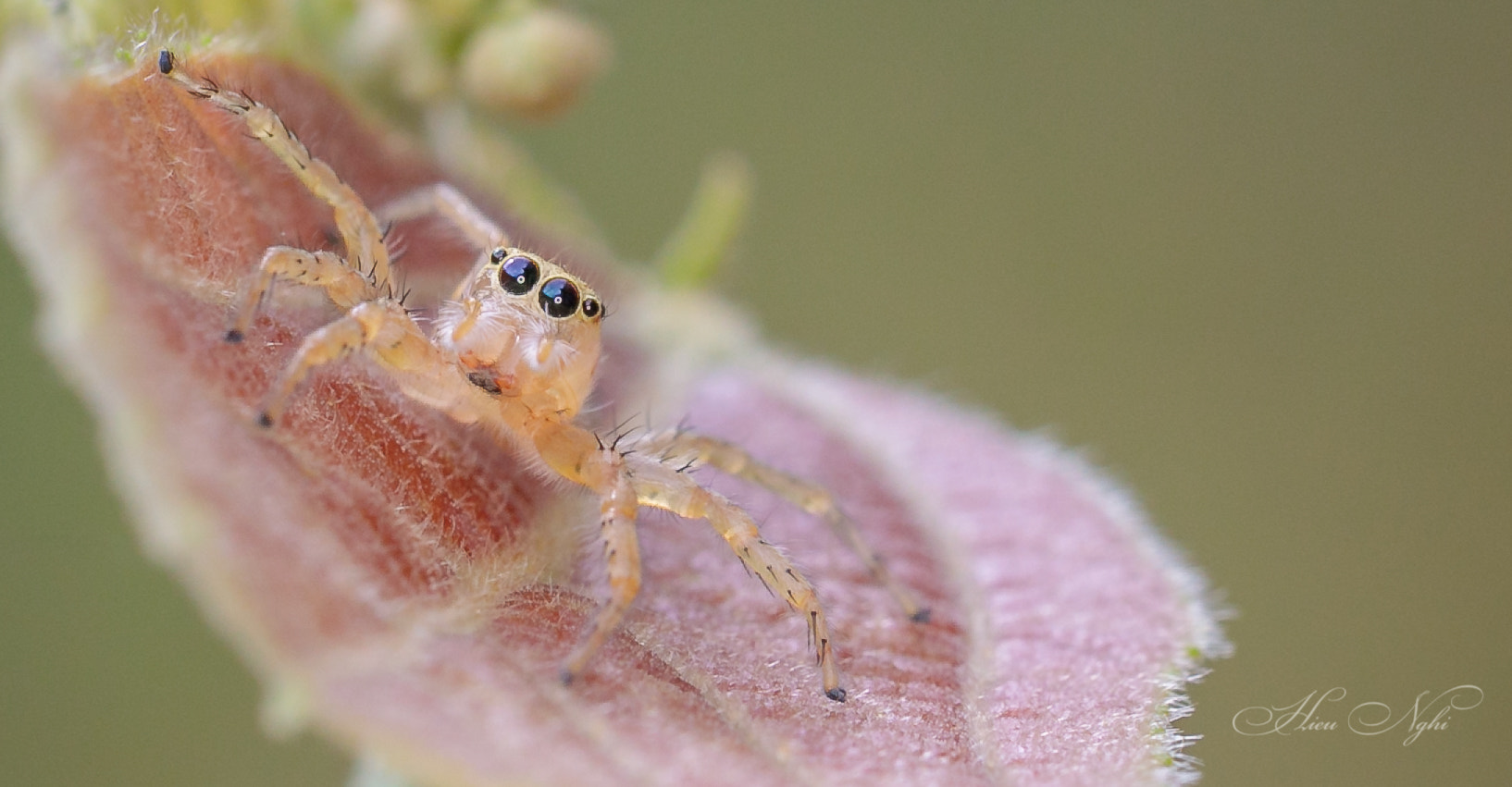 Canon EF 100mm F2.8L Macro IS USM sample photo. What are you looking for? photography