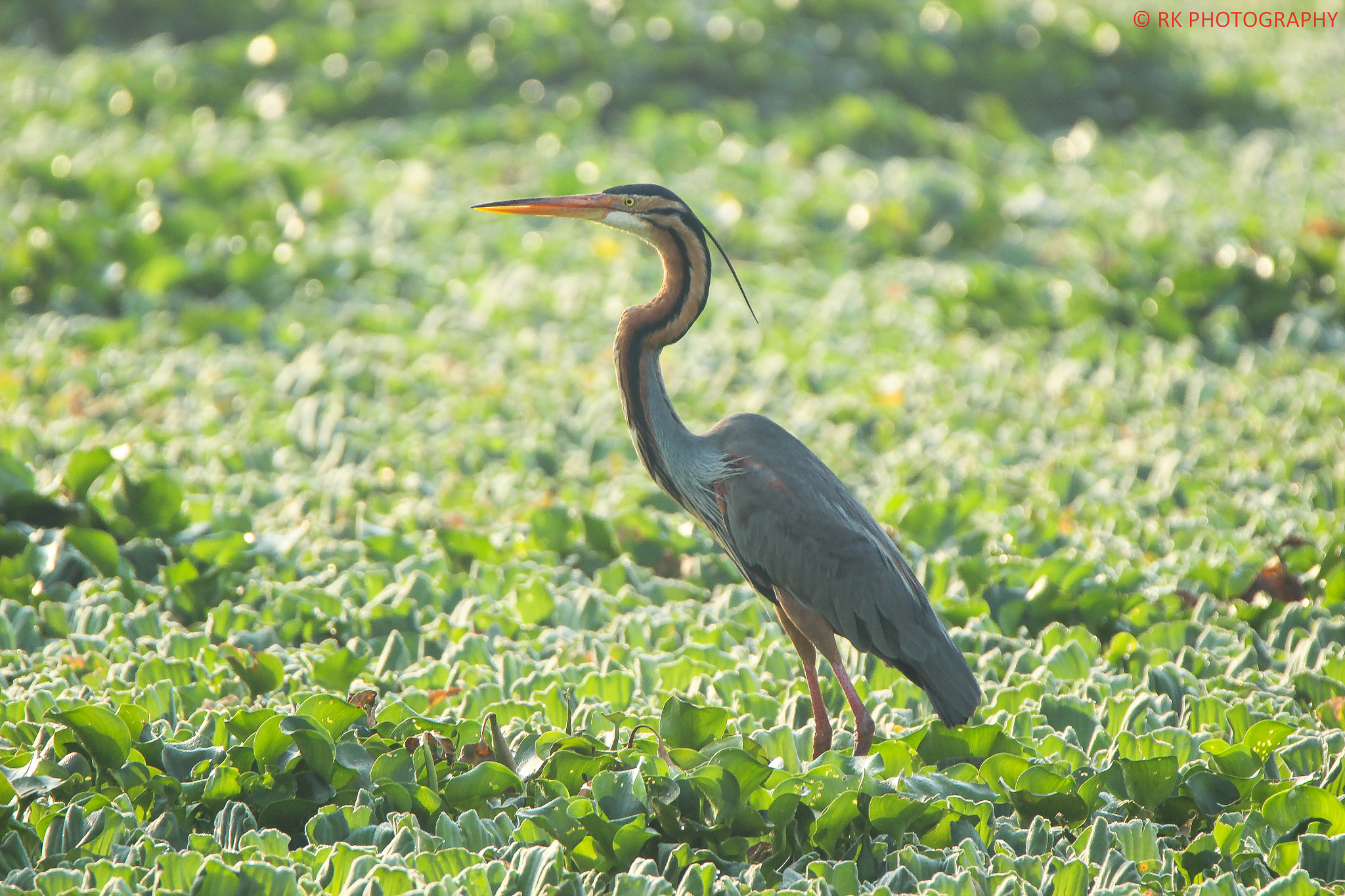 Tamron SP 150-600mm F5-6.3 Di VC USD sample photo. Purple heron photography