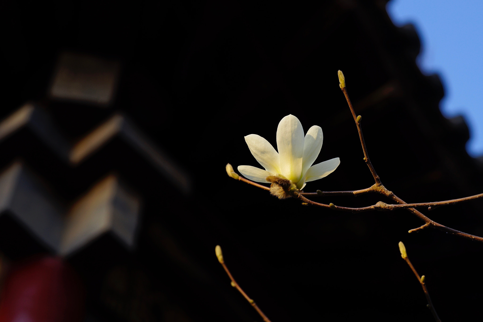 Sony FE 90mm F2.8 Macro G OSS sample photo. 玉兰婷婷 photography