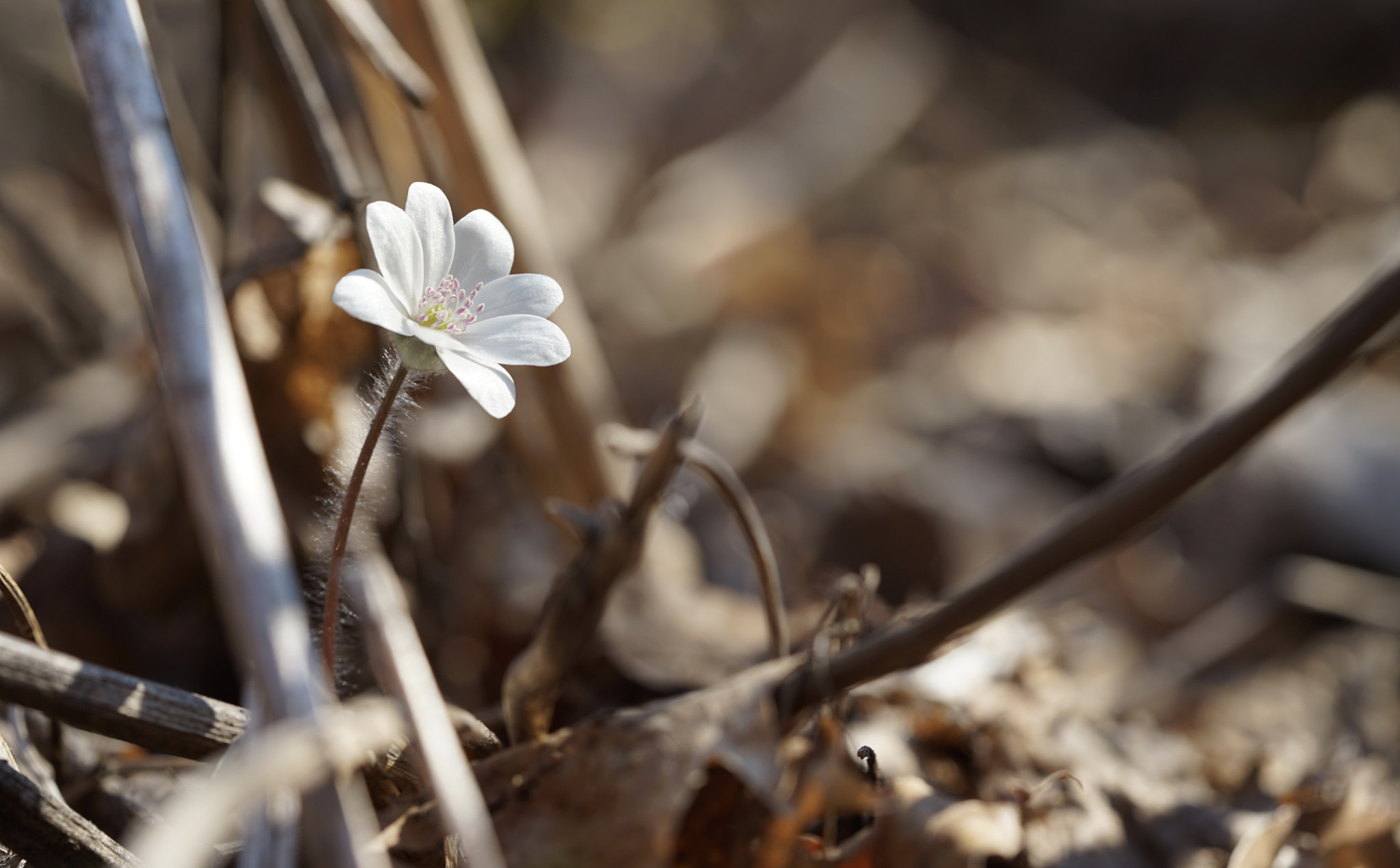 Sony a7 II + Sony FE 90mm F2.8 Macro G OSS sample photo. Hepatica asiatica nakai photography