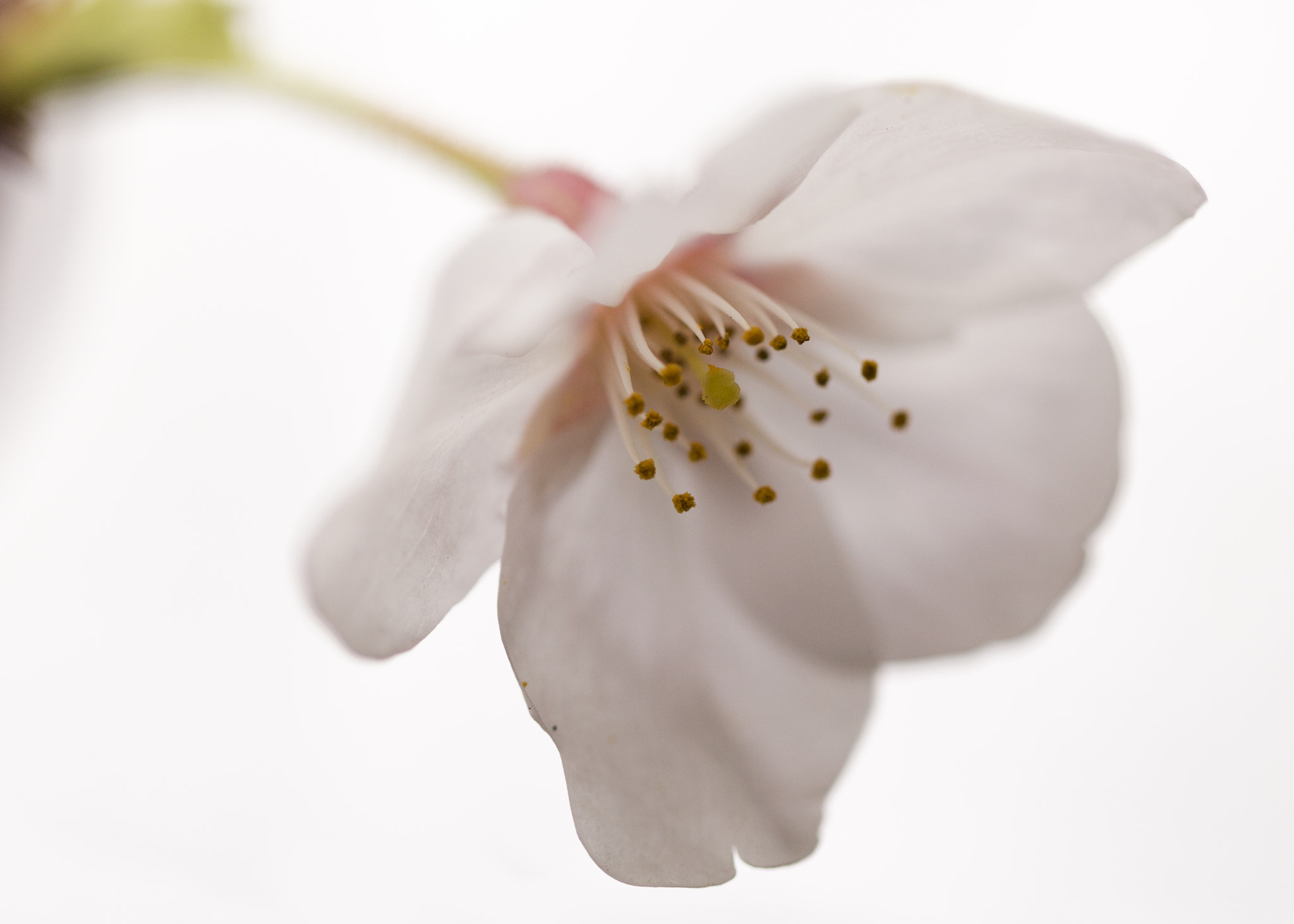 Canon EF 100mm F2.8L Macro IS USM sample photo. Cherry blossom photography