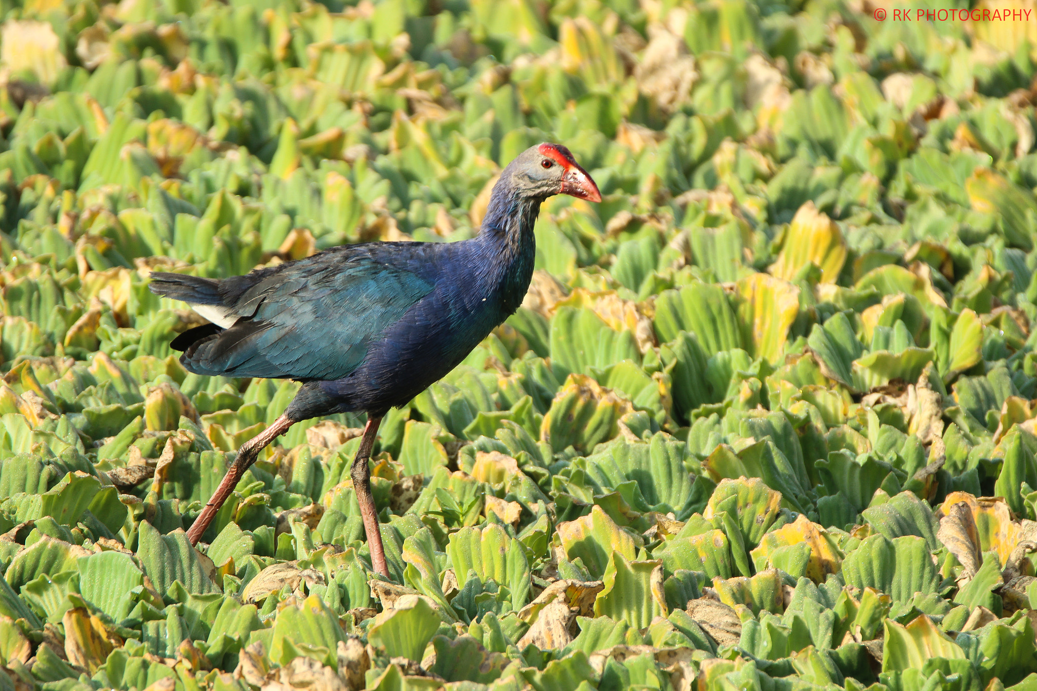 Tamron SP 150-600mm F5-6.3 Di VC USD sample photo. Swamphen photography
