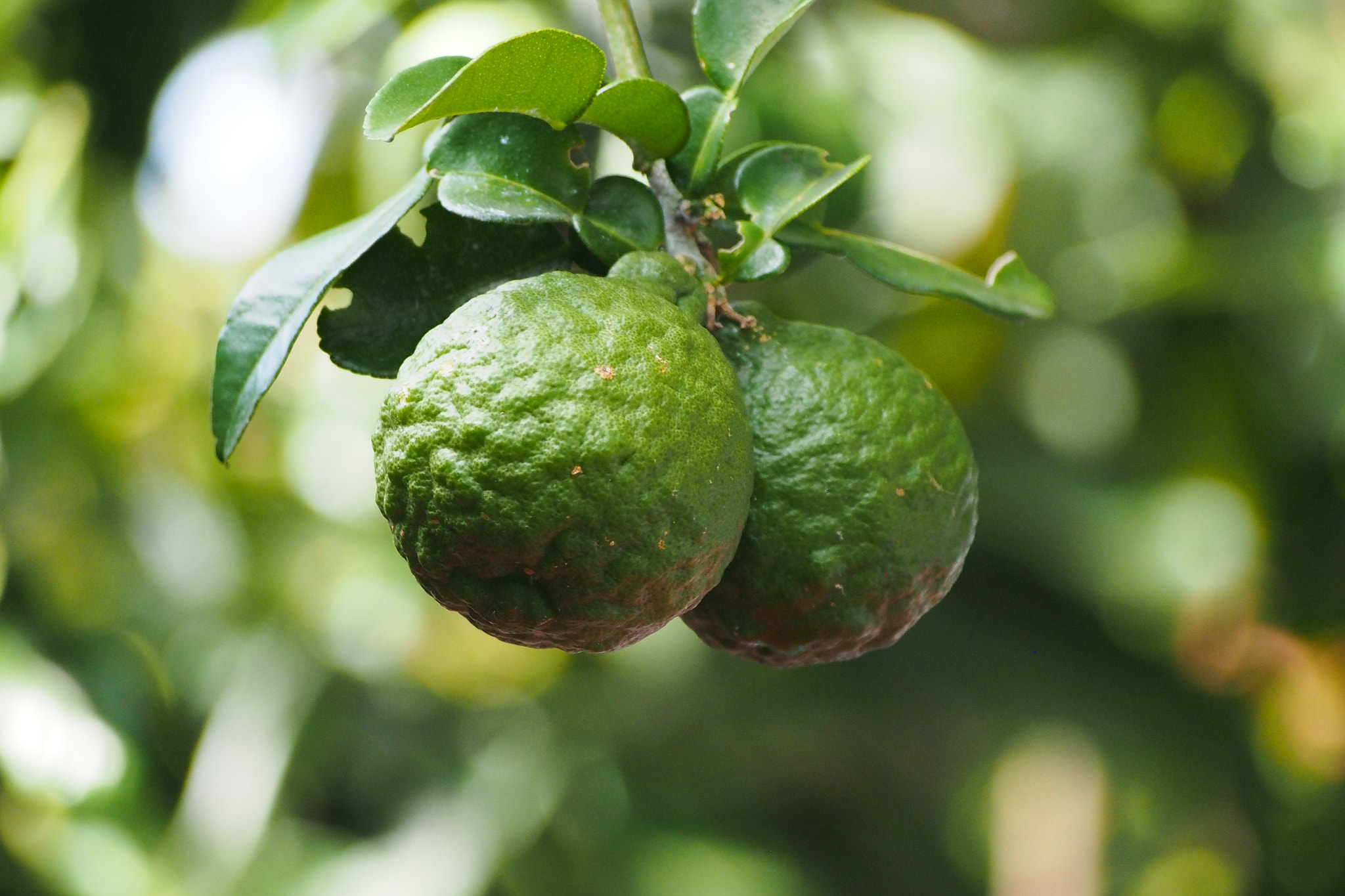 Olympus OM-D E-M5 sample photo. Citrus × hystrix dc. photography