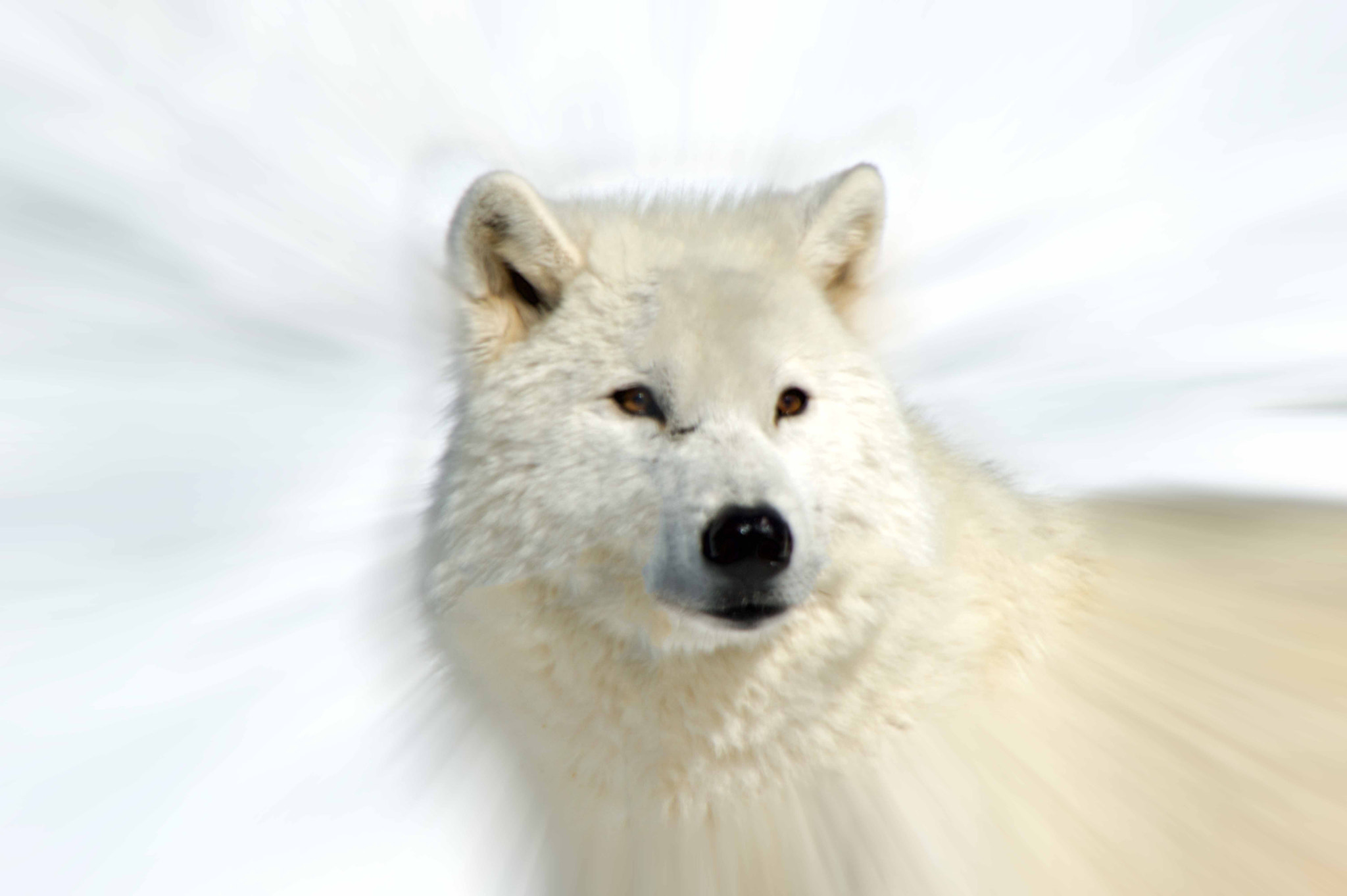 Nikon D3200 sample photo. Arctic wolf photography