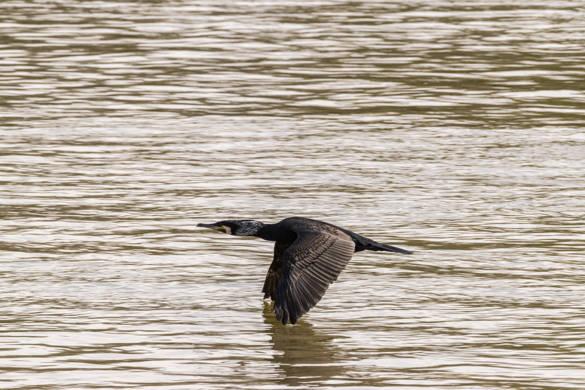 Nikon AF-S Nikkor 200-500mm F5.6E ED VR sample photo. Cormorant photography