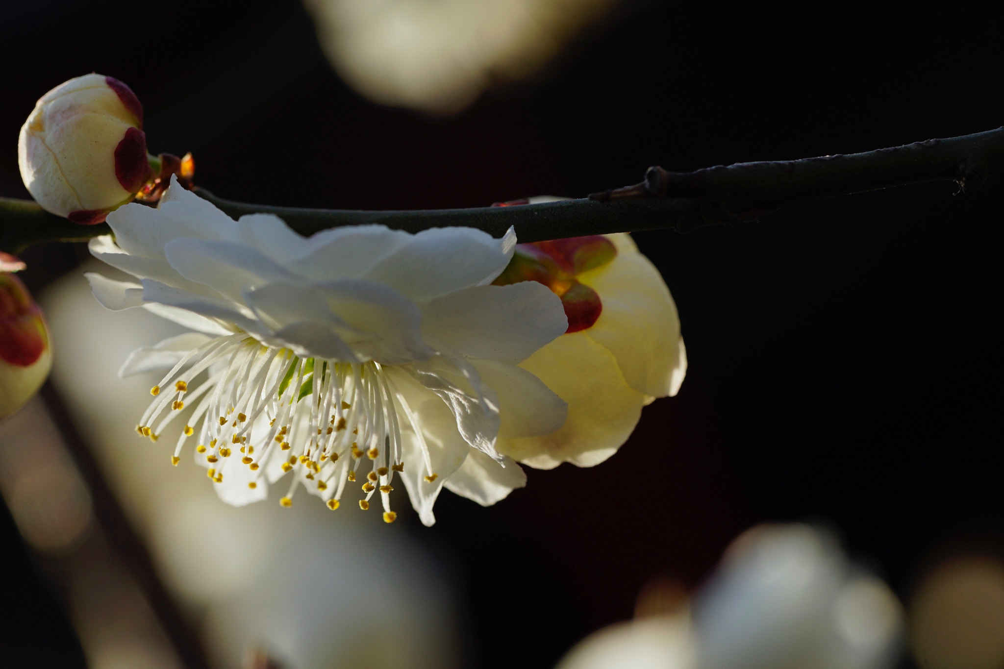 Sony a7 II + Sony FE 90mm F2.8 Macro G OSS sample photo. 光彩 photography