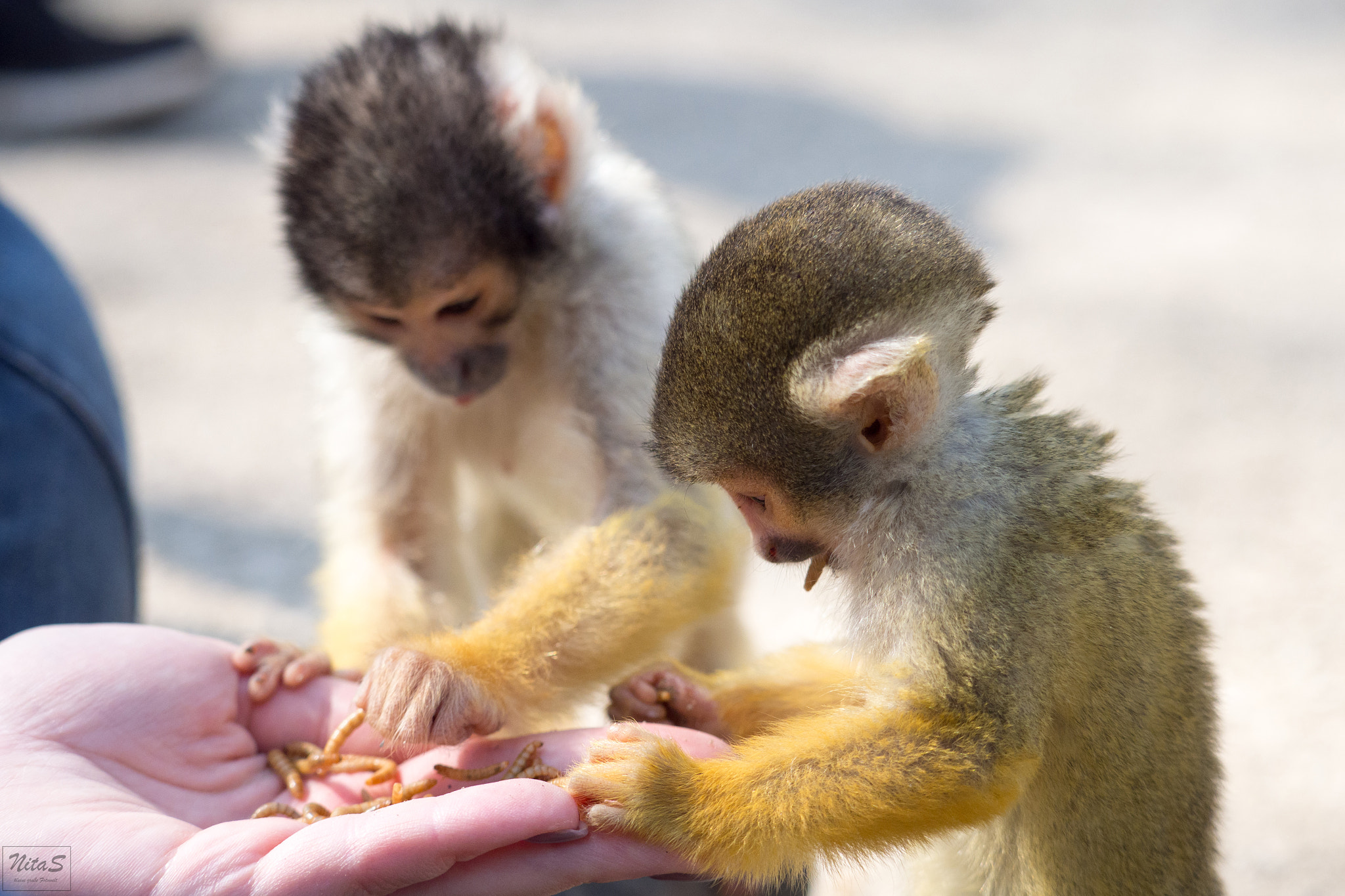 Olympus OM-D E-M1 Mark II + Olympus M.Zuiko Digital ED 40-150mm F2.8 Pro sample photo. Monkey photography