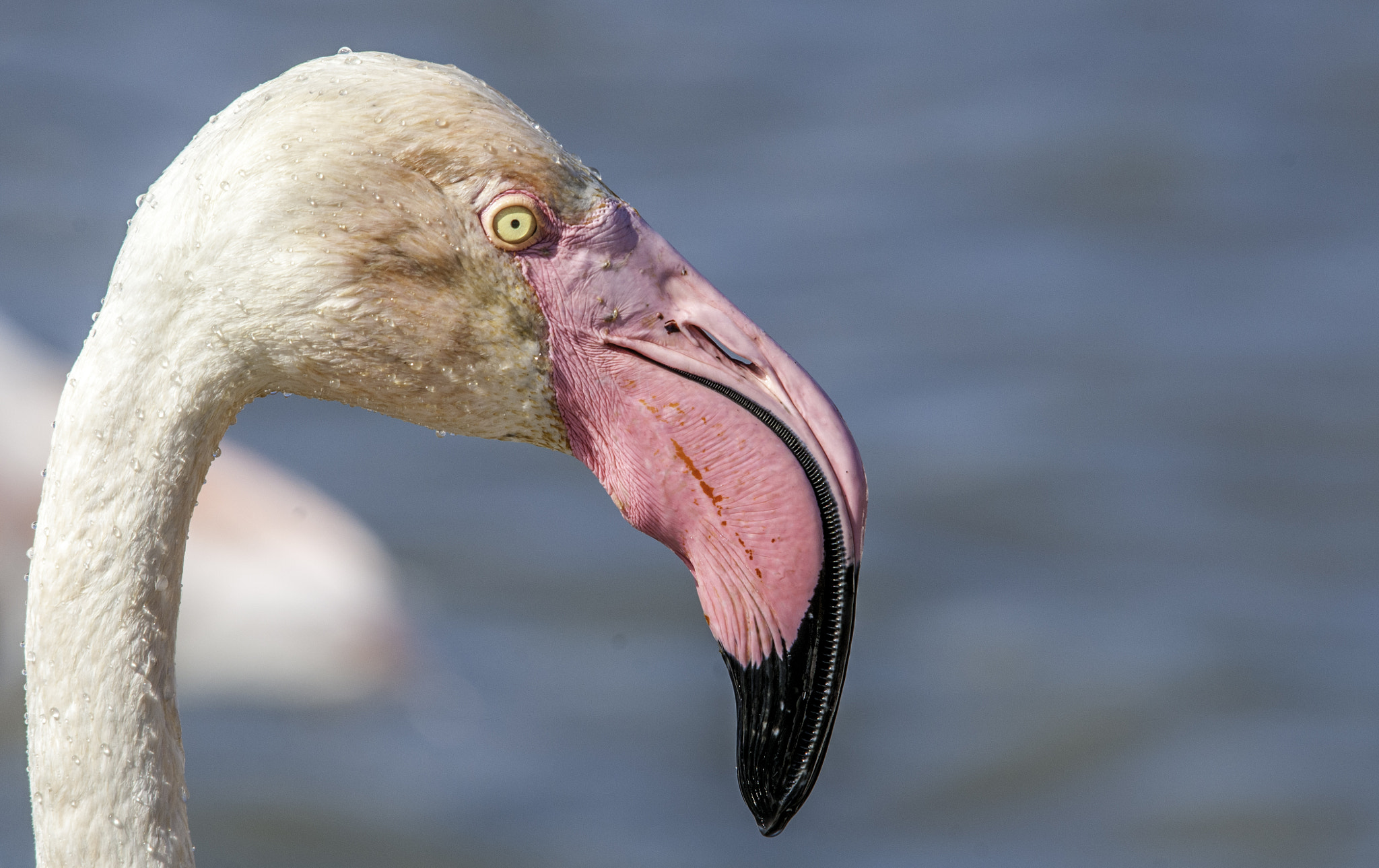 Sigma 150-500mm F5-6.3 DG OS HSM sample photo. Mon oeil photography