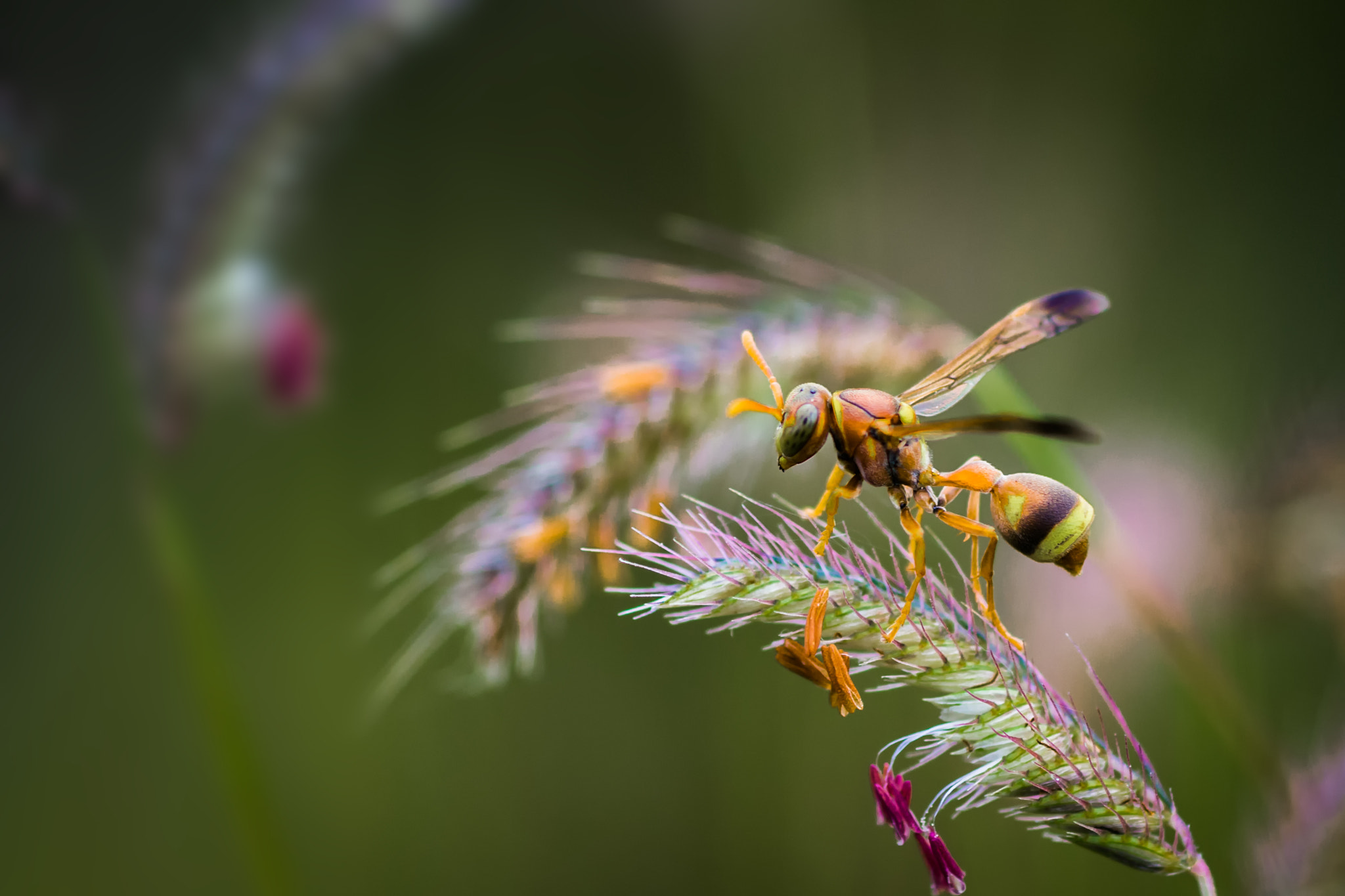 Canon EOS 60D + Tamron SP AF 90mm F2.8 Di Macro sample photo. Hornet photography