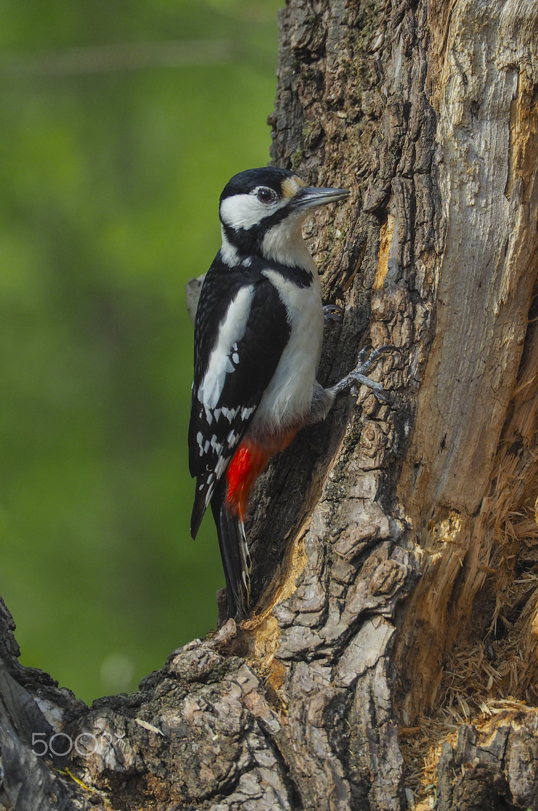 Olympus OM-D E-M5 II sample photo. L picchio rosso maggiore (dendrocopos major) photography
