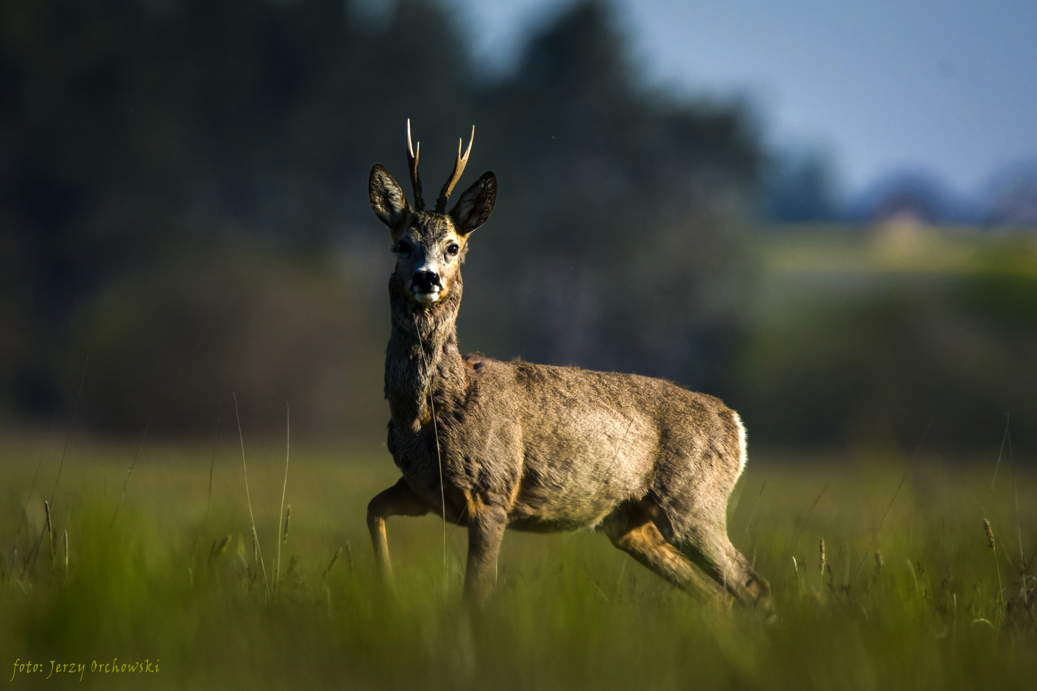 Nikon D7100 sample photo. Sarna (capreolus) photography
