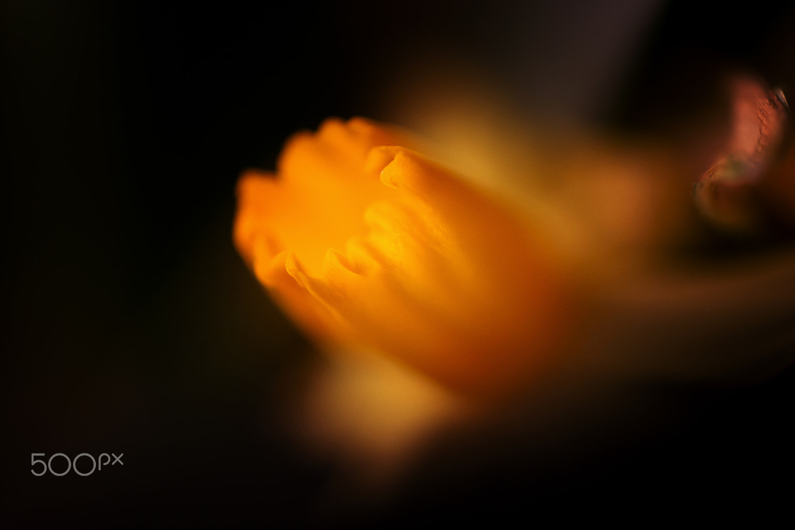 Samsung NX30 + Samsung NX 60mm F2.8 Macro ED OIS SSA sample photo. Evanescent photography