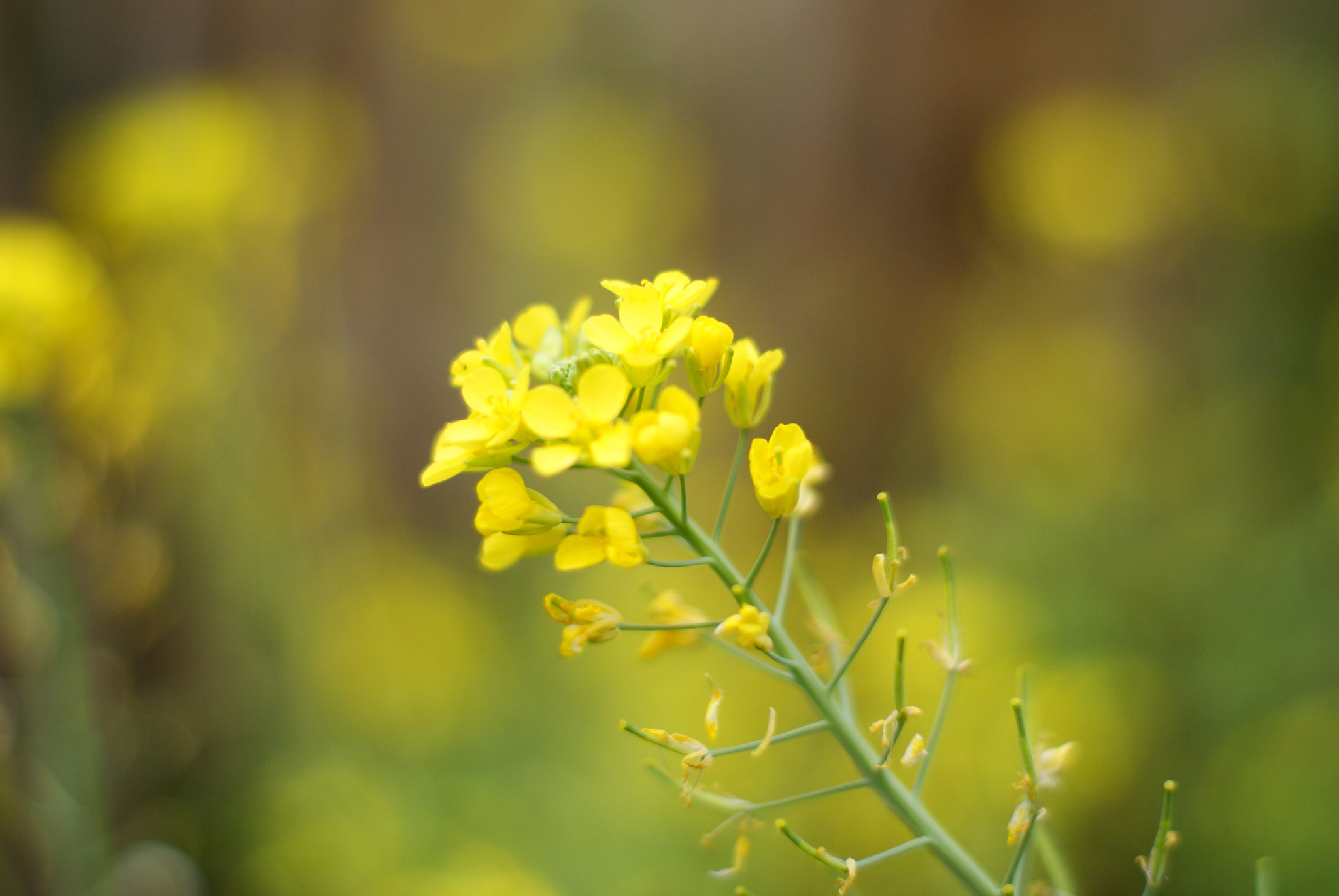 Sony Alpha DSLR-A300 + Minolta AF 50mm F1.4 [New] sample photo. Chinese cabbage flower photography