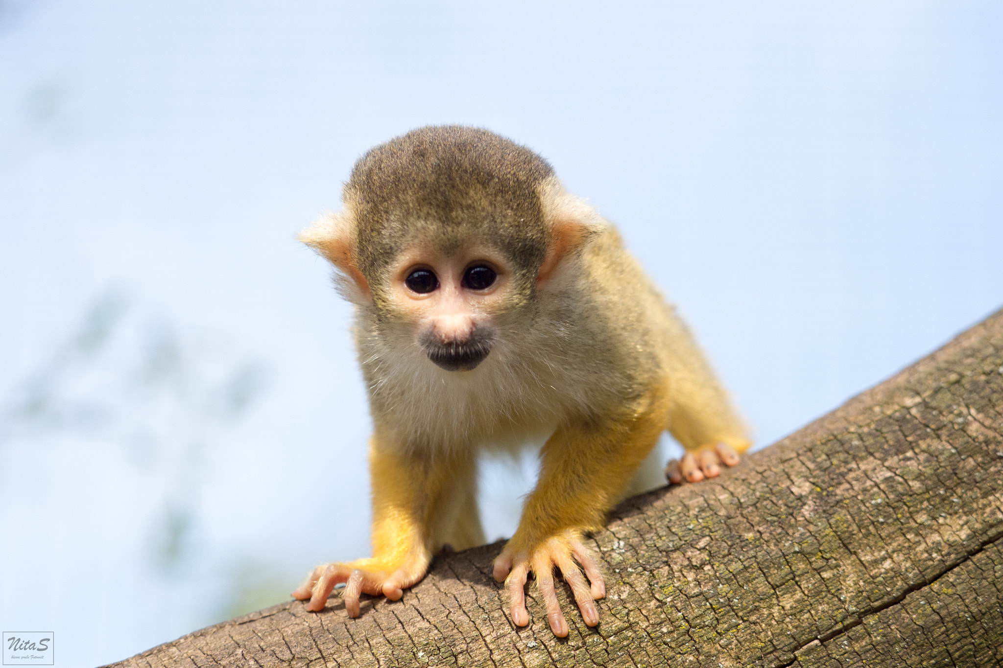 Olympus OM-D E-M1 Mark II + Olympus M.Zuiko Digital ED 40-150mm F2.8 Pro sample photo. Monkey photography