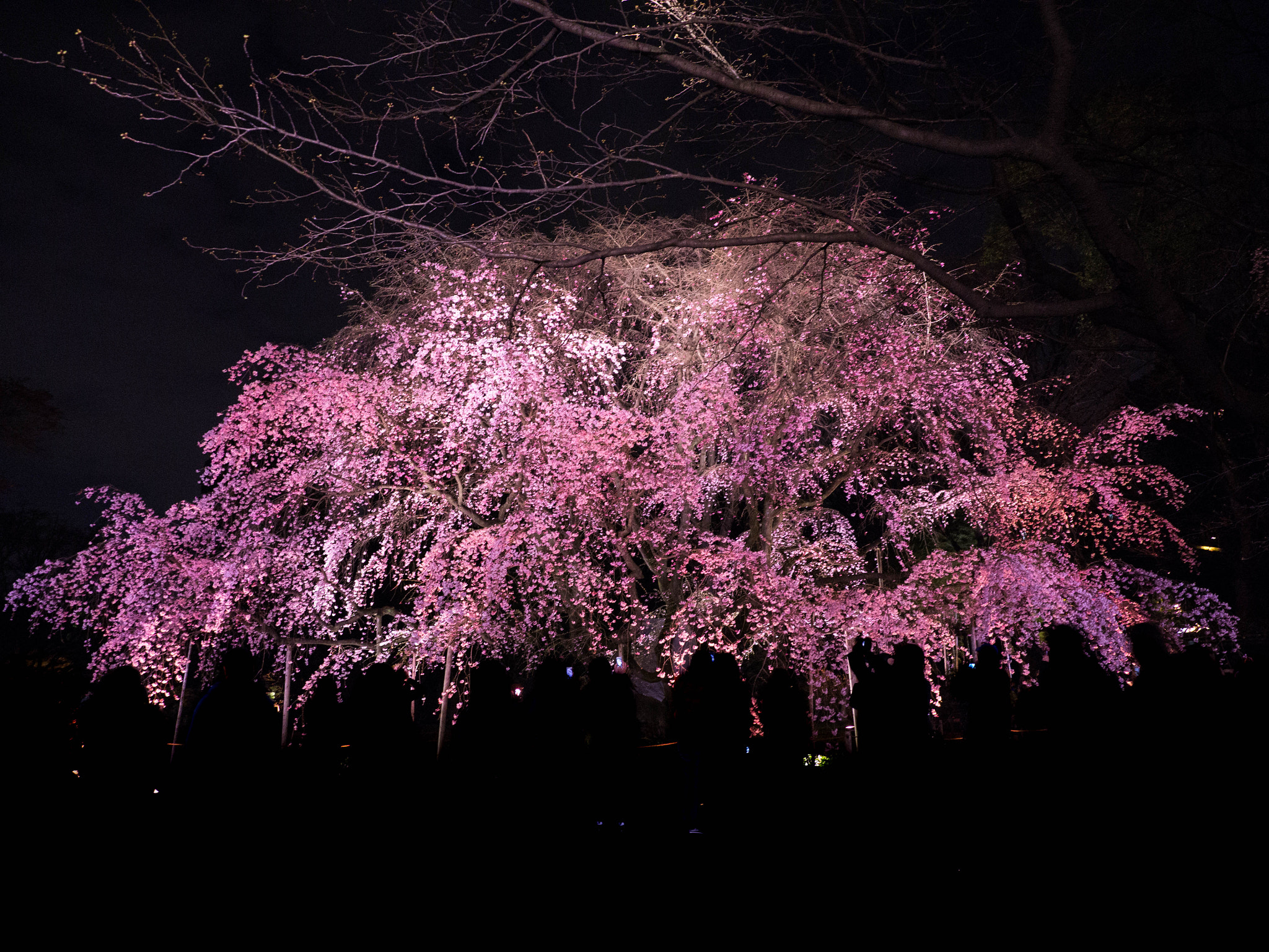 Olympus OM-D E-M10 + Olympus M.Zuiko Digital ED 12-100mm F4.0 IS Pro sample photo. At night photography