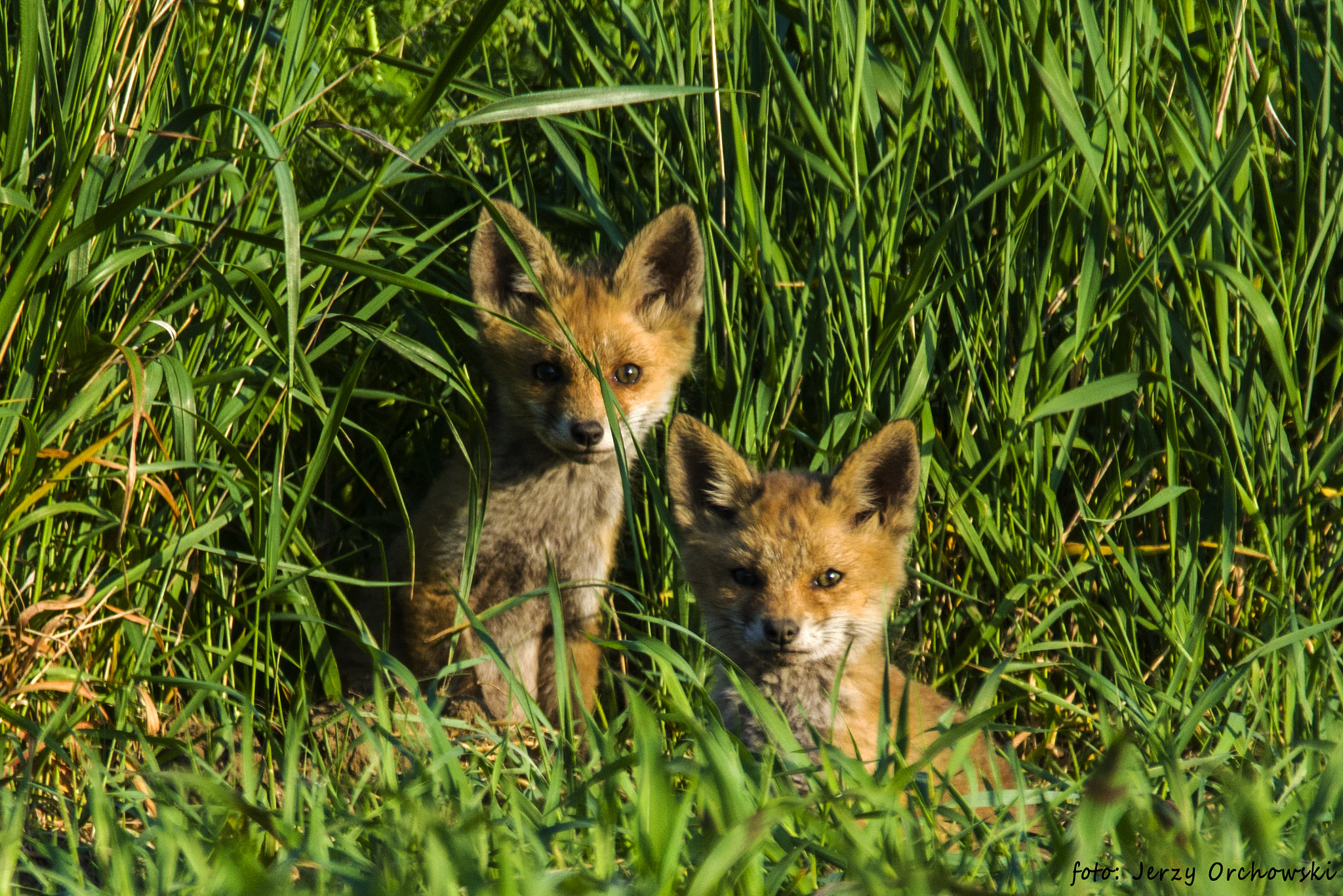 Nikon D7100 sample photo. Liski - fox photography