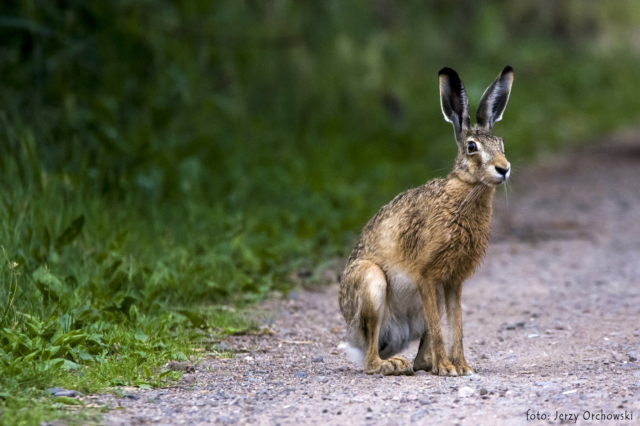 Nikon D7100 sample photo. Zając (lepus) photography