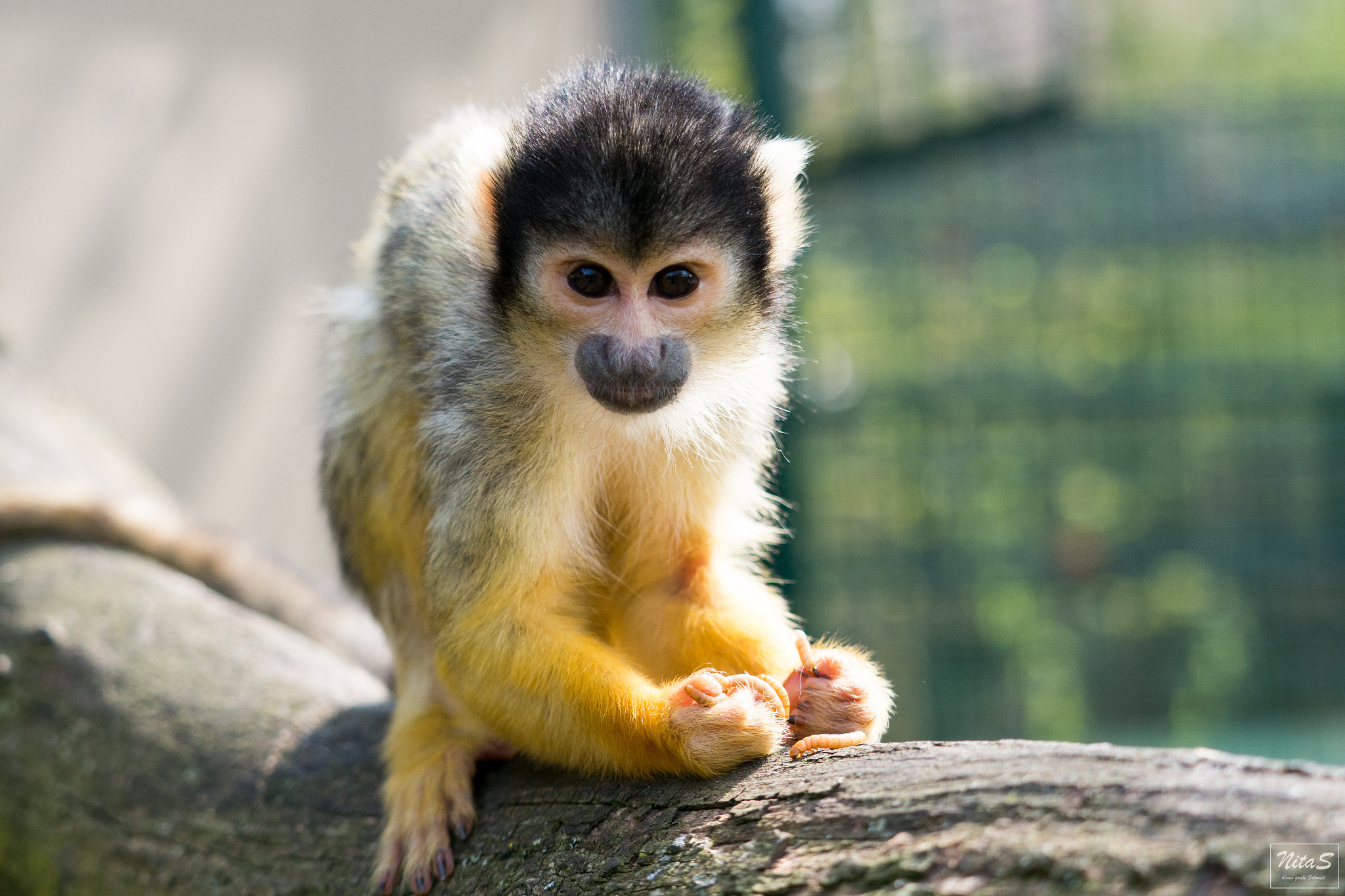 Olympus OM-D E-M1 Mark II + Olympus M.Zuiko Digital ED 40-150mm F2.8 Pro sample photo. Monkey photography